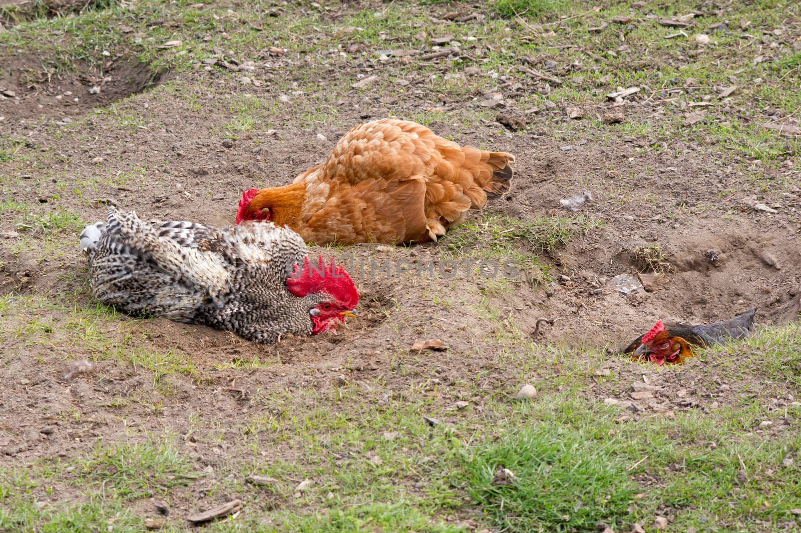 Hen and cock lay sunbathing in the garden.