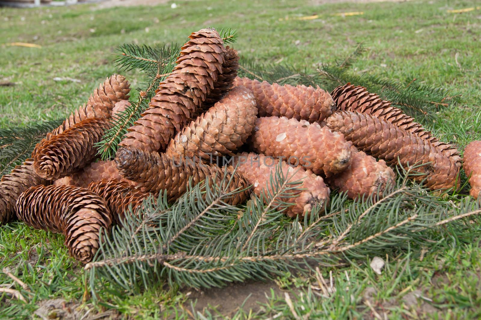  The Pine cones by dadalia