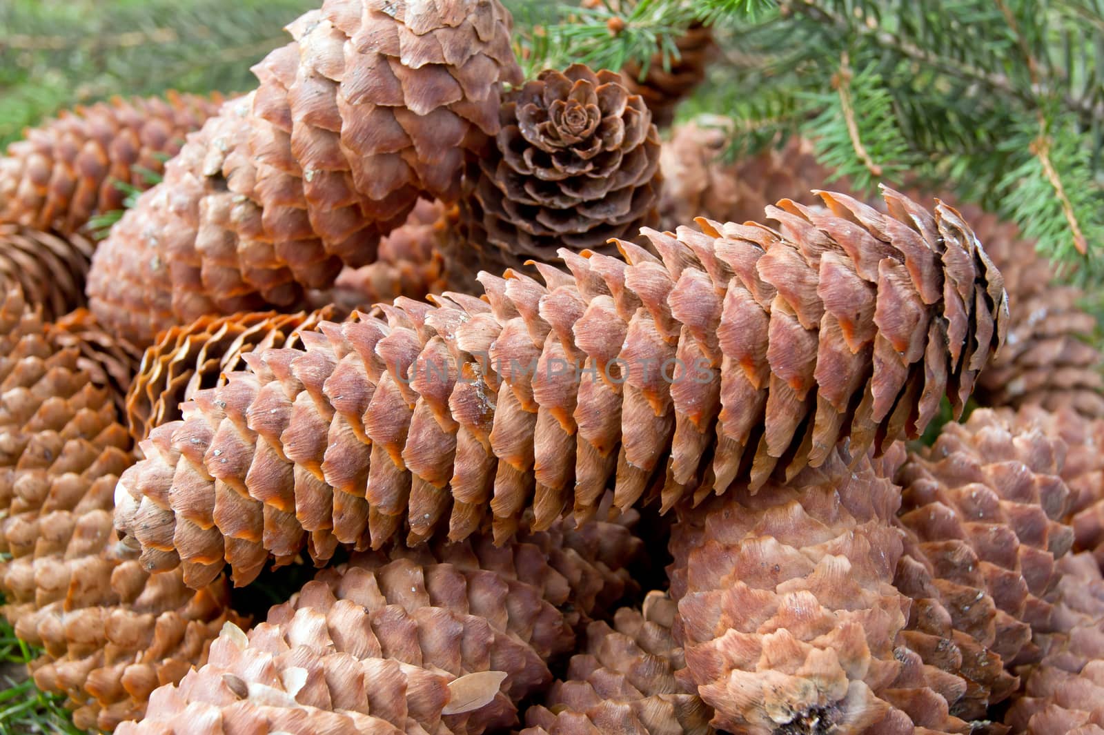 Mature spruce (Picea Abies) cone on the ground.