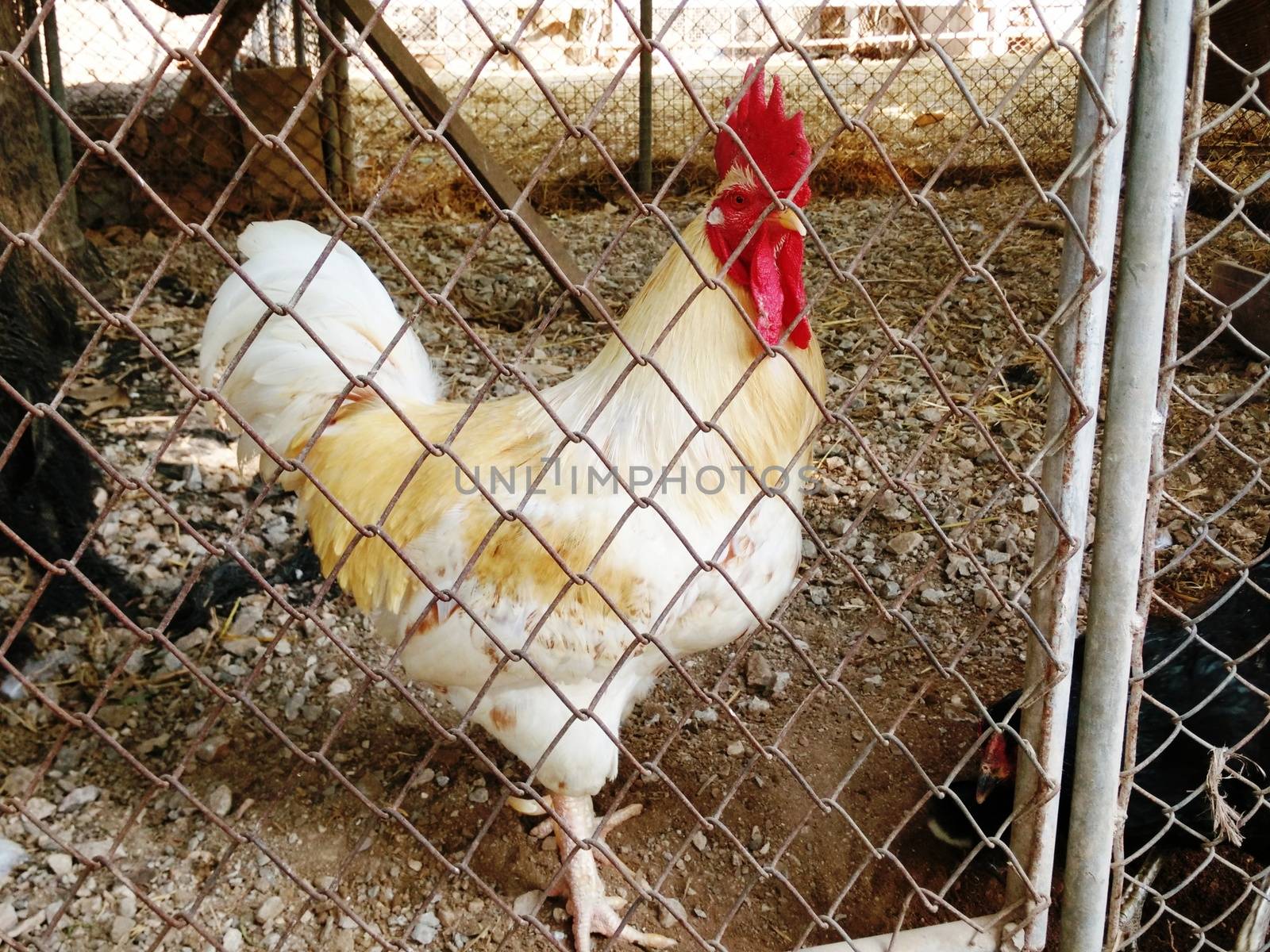 A Red and White Chicken in the Cage
