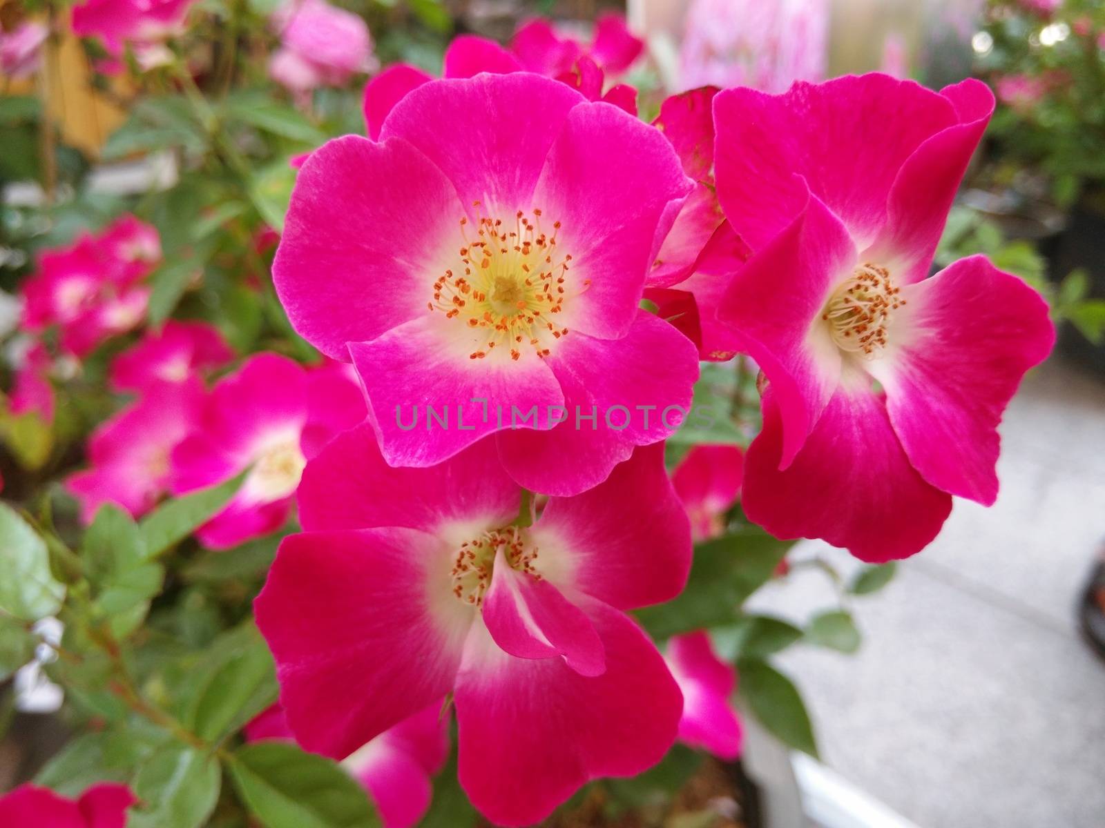 Graceful of Shocking Pink Flower in the Garden