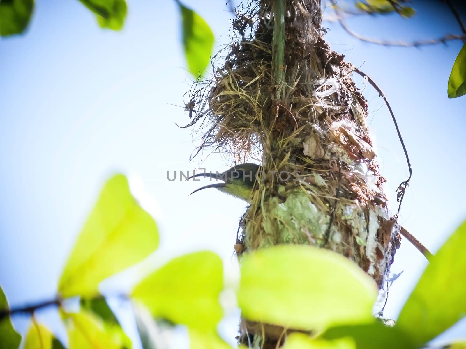 Female Olive-backed sunbird sit on her eggs in nest. Cinnyris jugularis, Family Nectariniidae, synonyms Black-breasted Sunbird, Black-throated Sunbird, Olive backed Sunbird, Yellow-bellied Sunbird, Yellow-breasted Sunbird