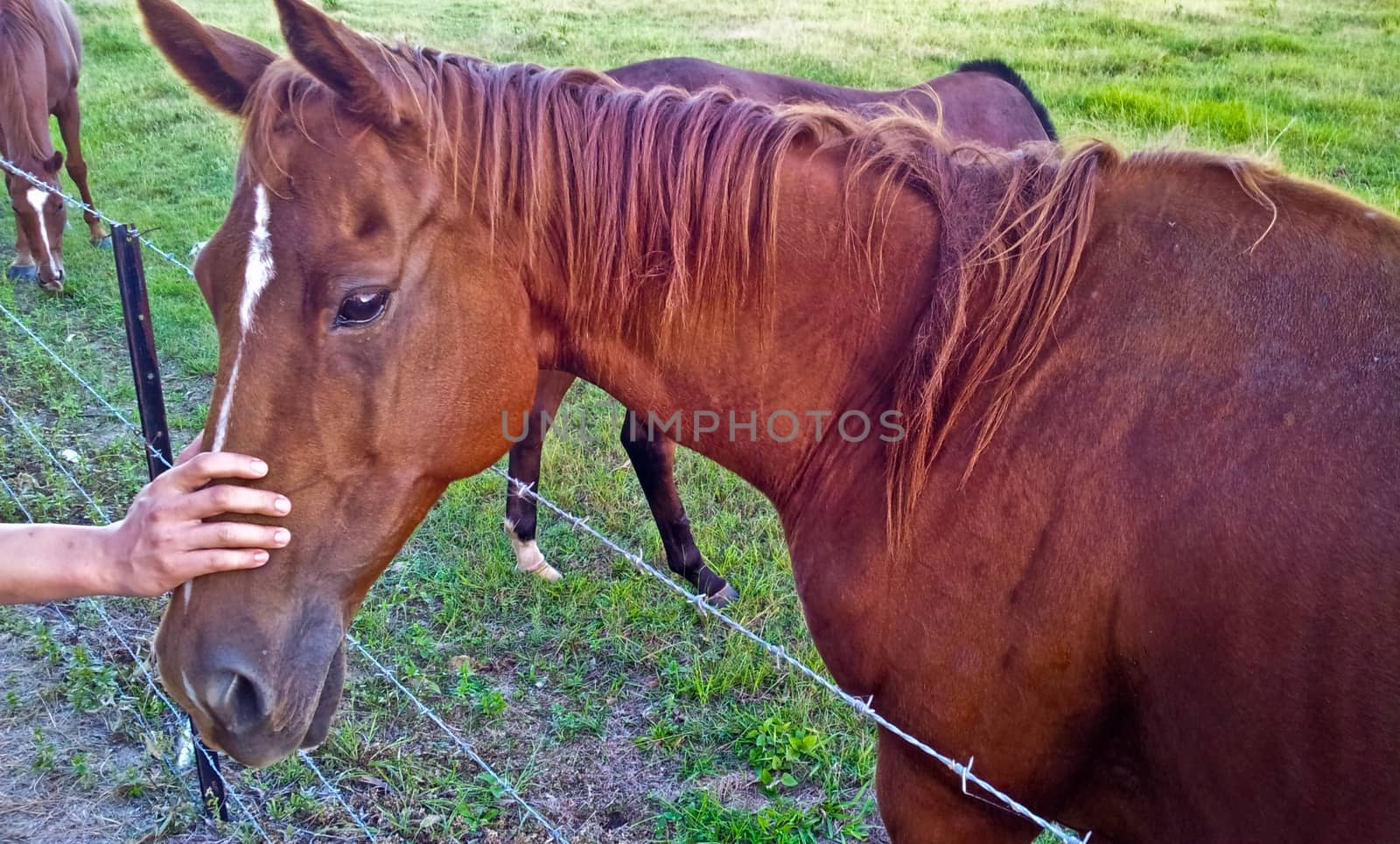 A horse with hand  caressing