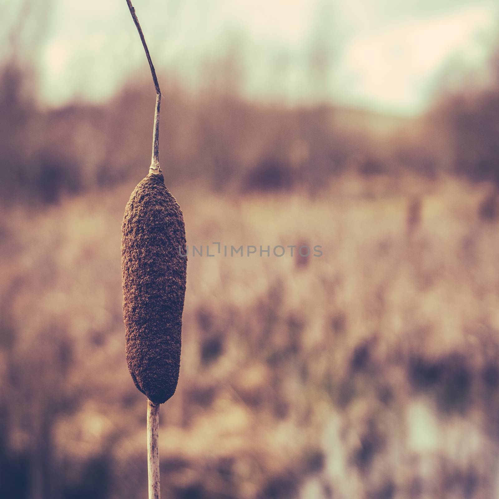 Retro Style Winter Image Of A Single Bulrush Or Cattail In A Wetland With Copy Space