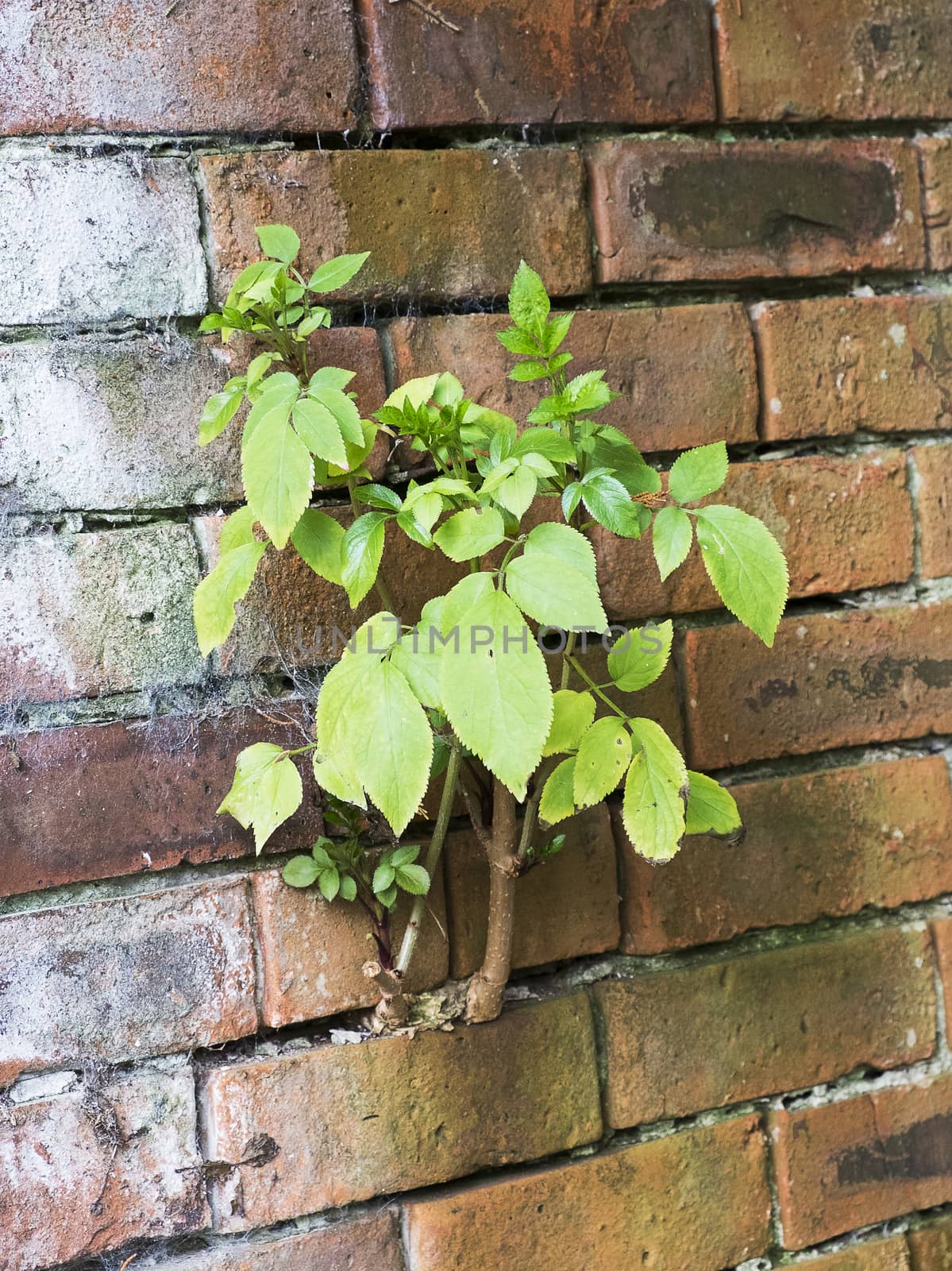 Plant growing through brick wall by sijohnsen