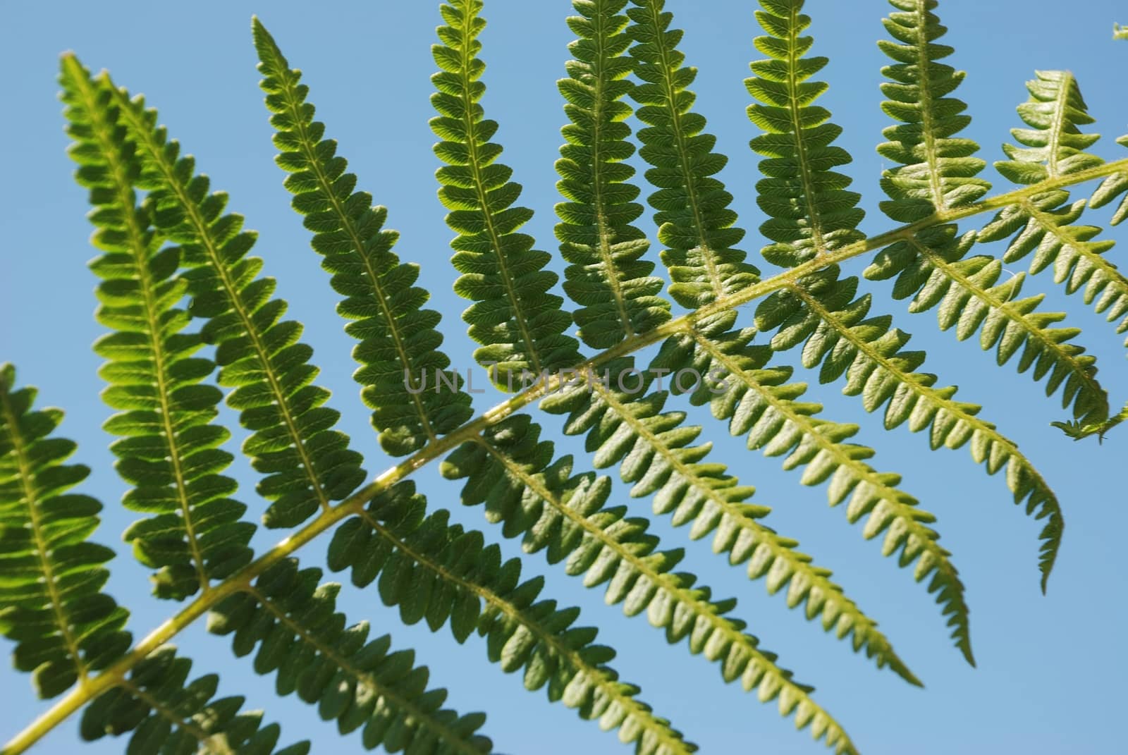 Fern leaf