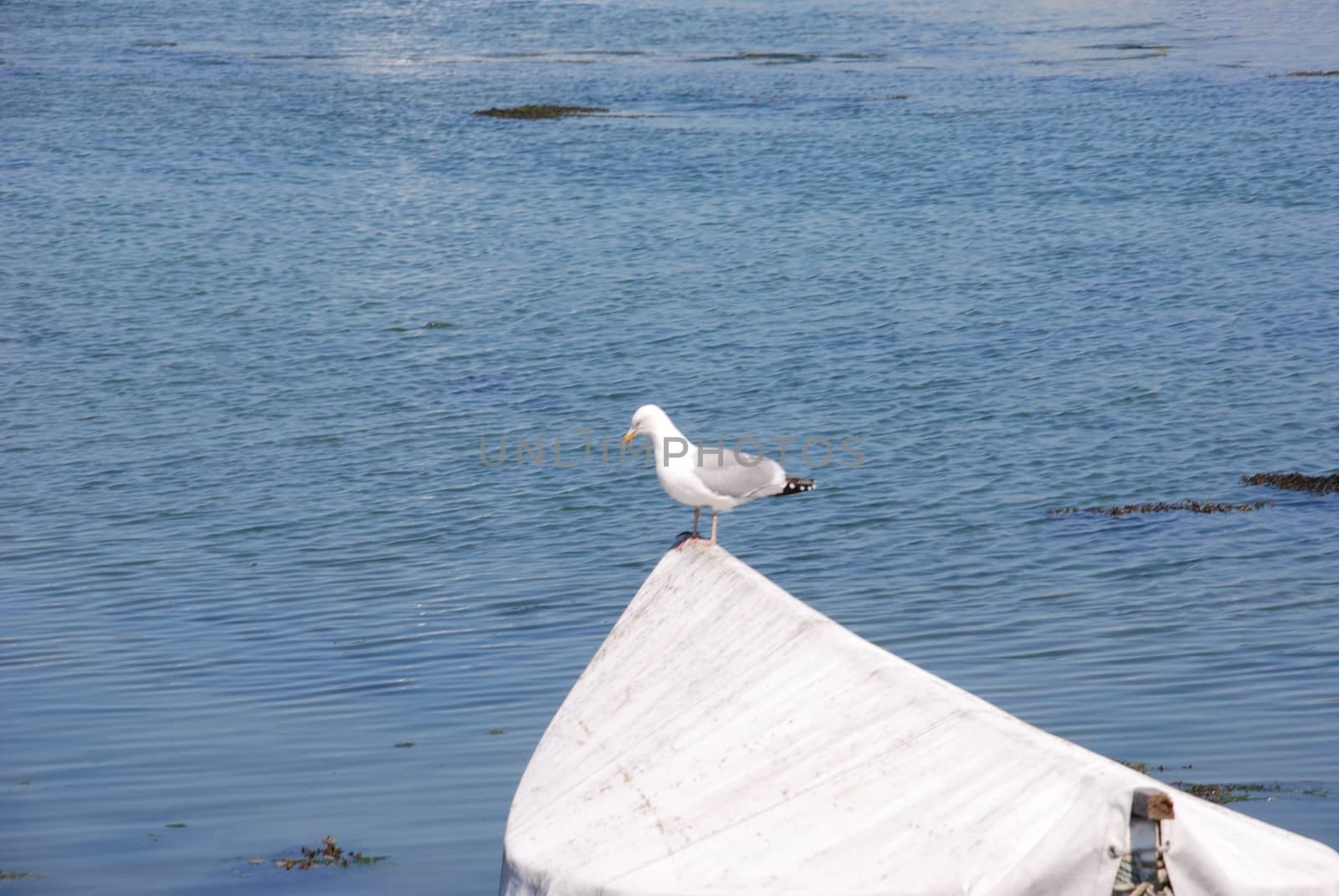 Seagull on a boat by BZH22