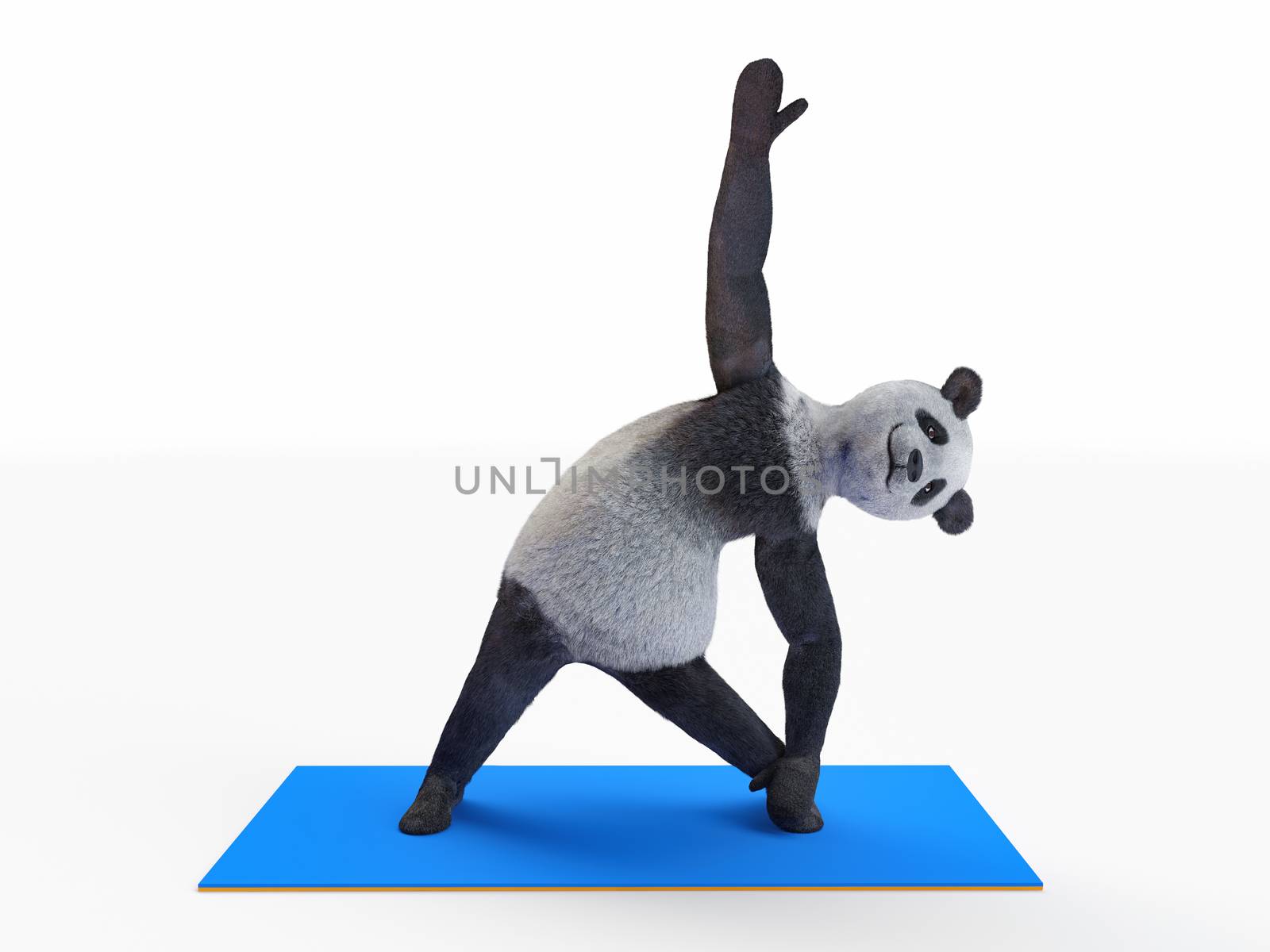 sports pre-workout warm-up demonstrated by biped orthograde panda character. personage standing legs wide apart and tilts body trying get his paw floor. kneads mascot athlete practicing yoga asanas