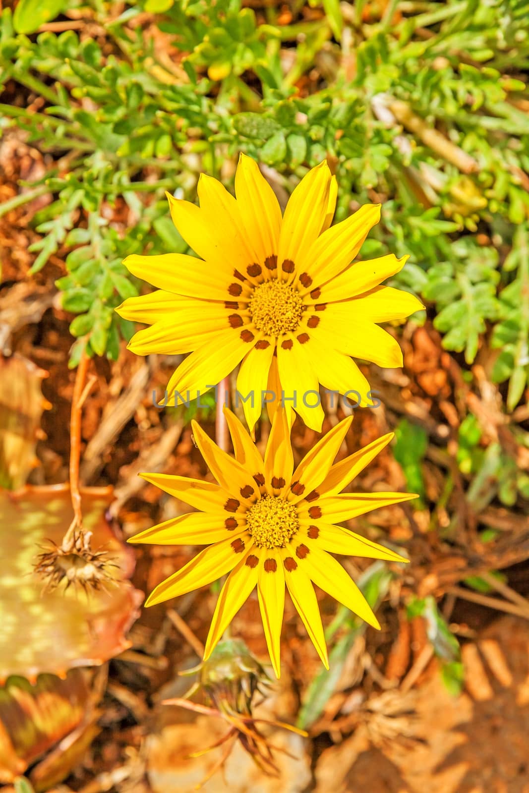 two colorful yellow flower blossom in nature