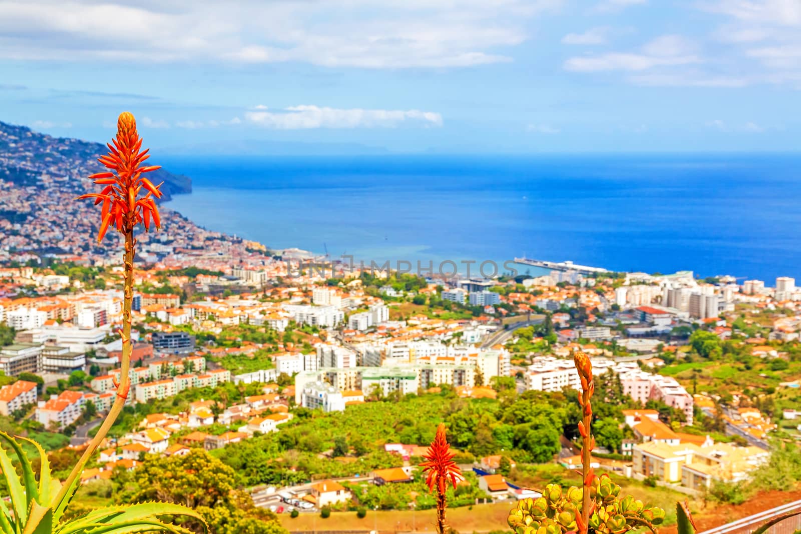 South coast of Funchal - view over the capital city of Madeira towards harbor with typical madeiran flowers in the foreground. View from Pico dos Barcelo.