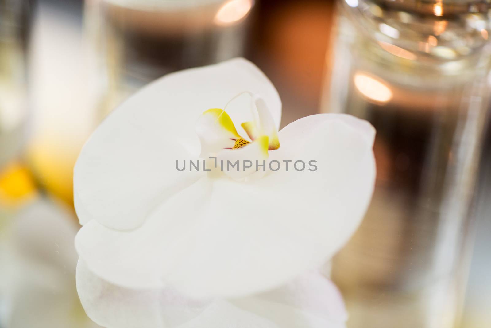 Orchid on the the glassware table