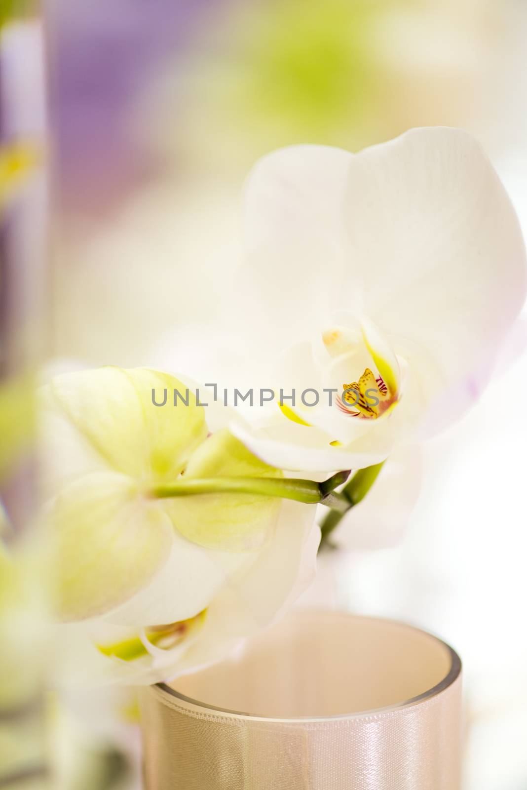 Wedding table decoration with orchid