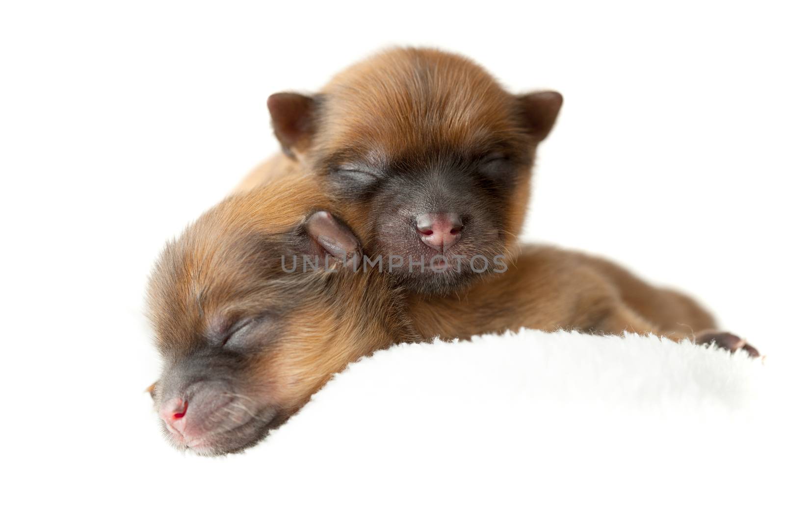 Pomeranian puppies, couple of days old by kokimk