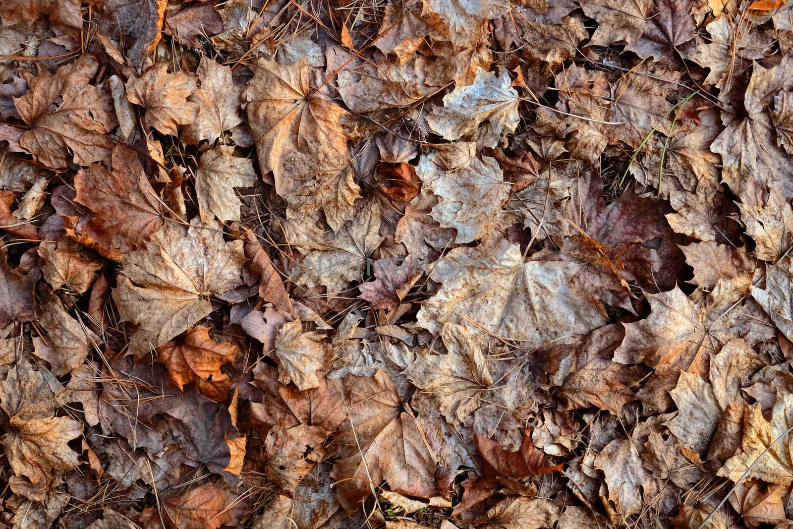 Old damaged dry maple leaves and pine needles on the ground, for the background.