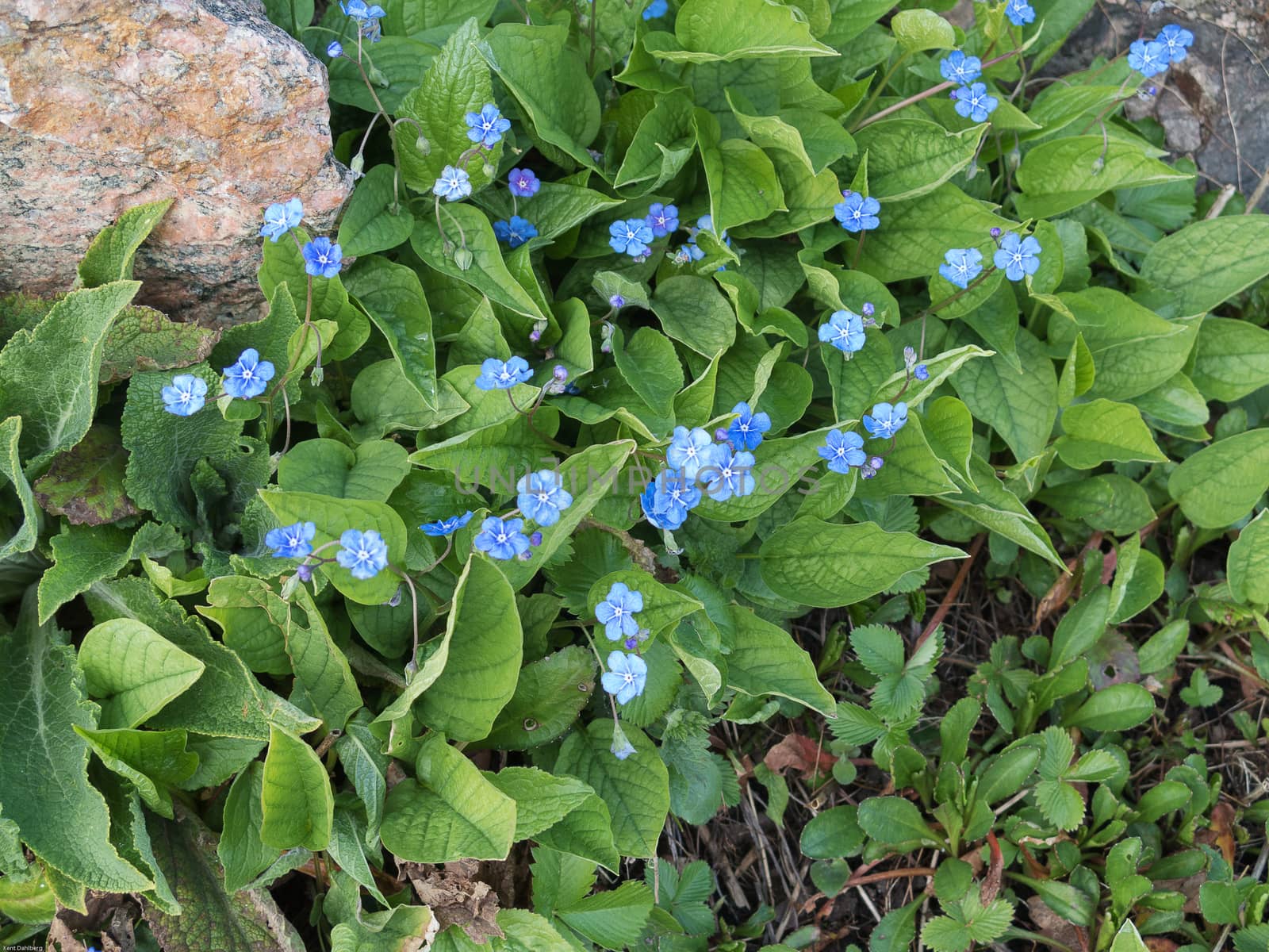 blue and lovely flower in early spring in sweden