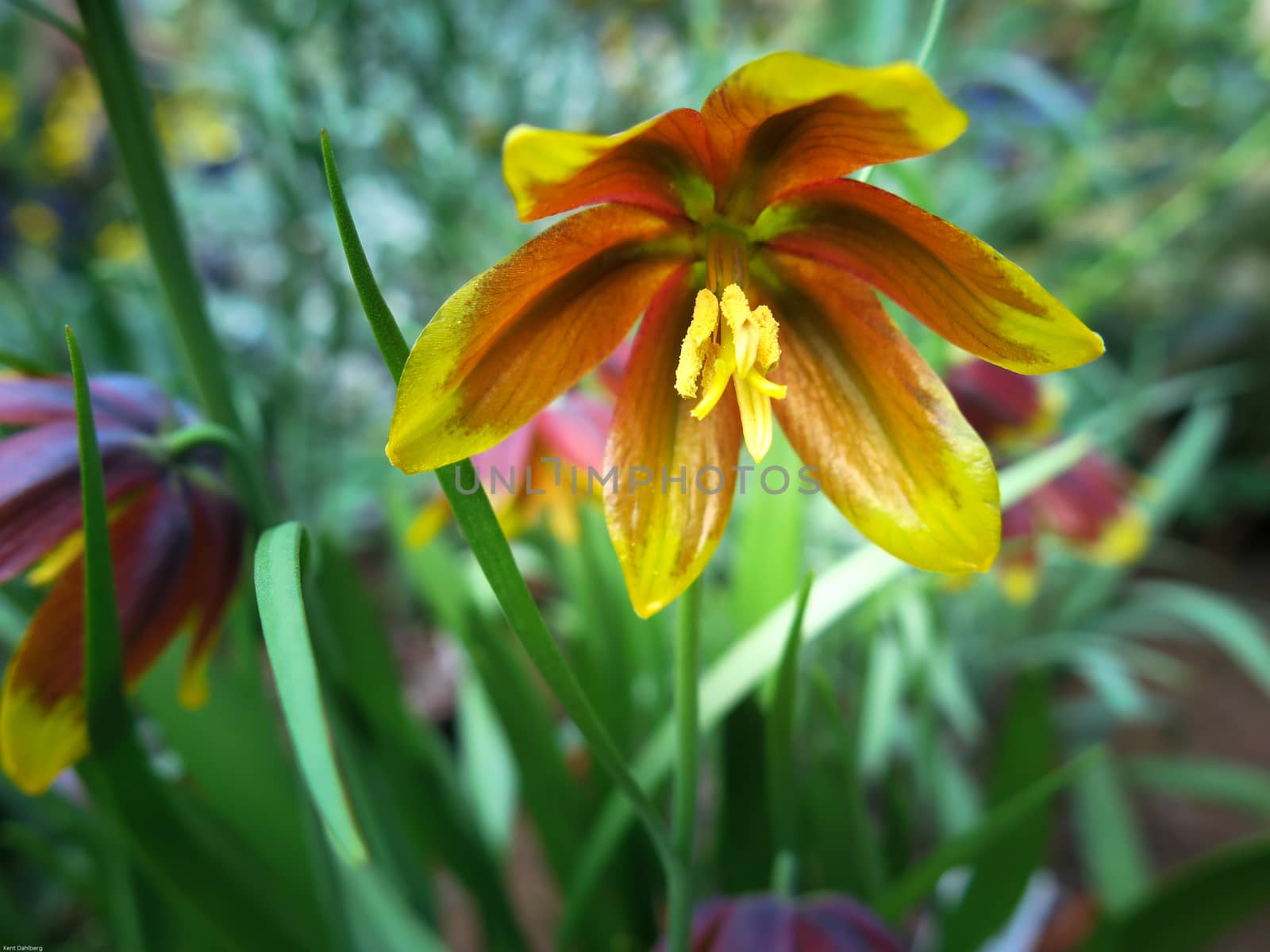 one very beutiful flower from Iran the name is Fritillaria reuteri