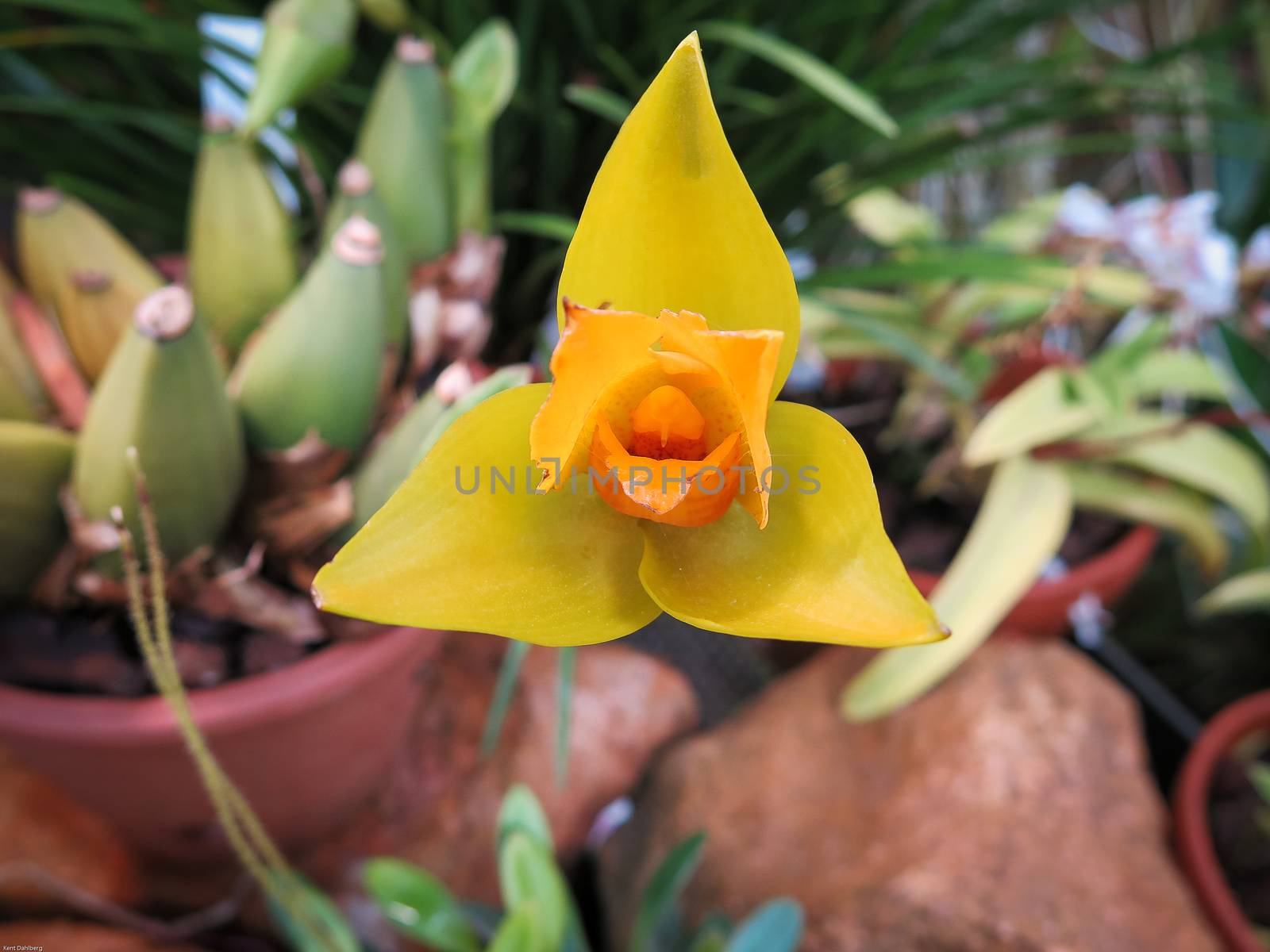 Lycaste ciliata a very beutiful orchid live almost in south america