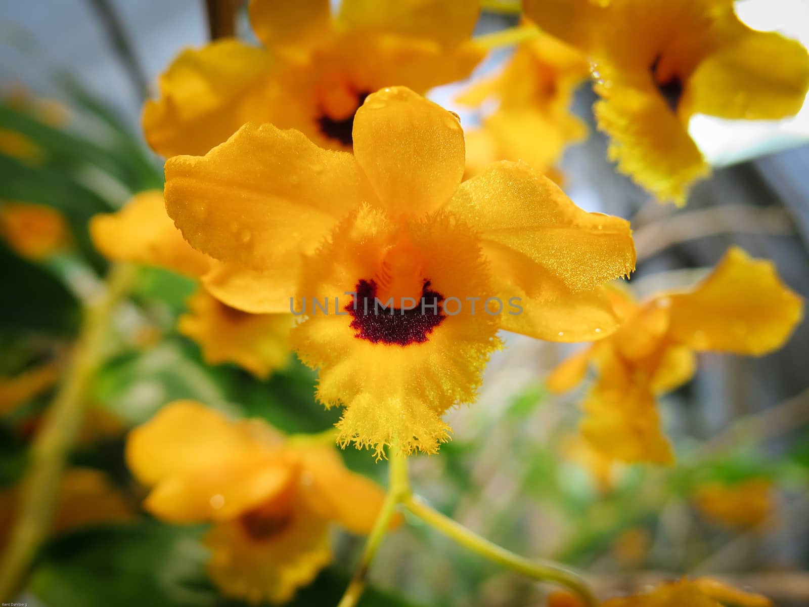 Dendrobium Fimbriatum a very beutiful flower in the family orchid