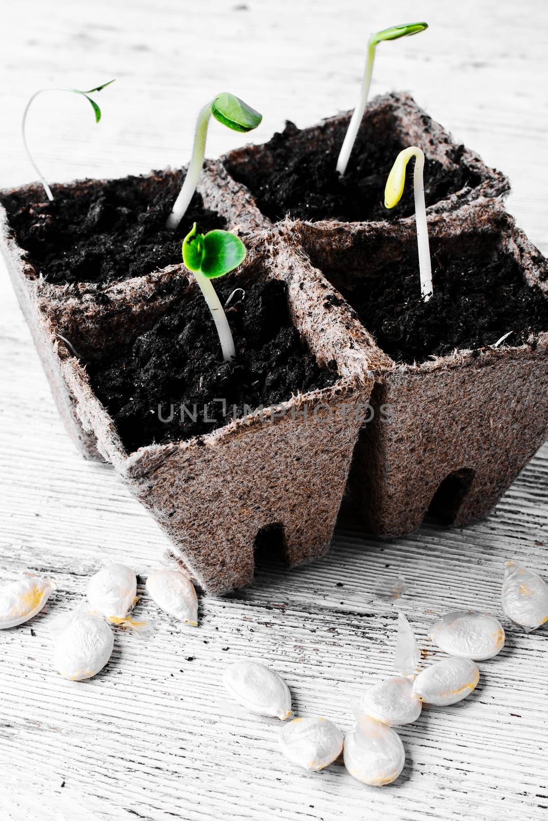 Germinated seeds decorative pumpkins in peat pots