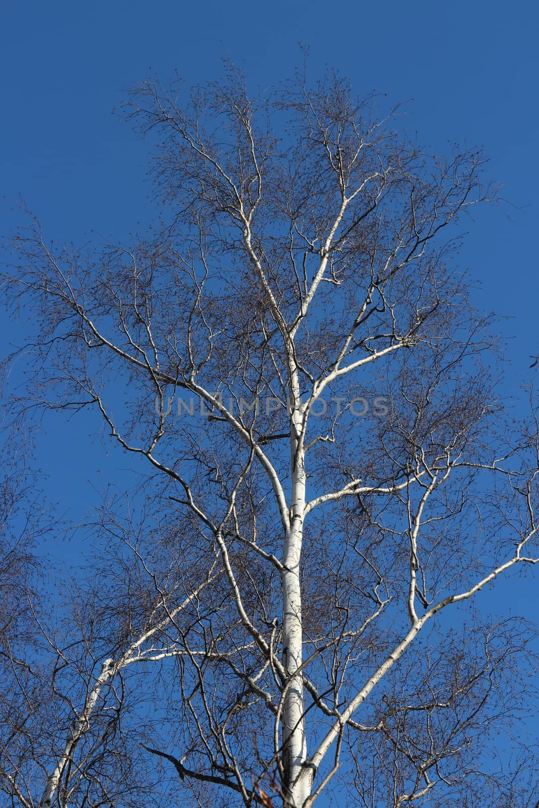 birch tree without leaves spring by mrivserg