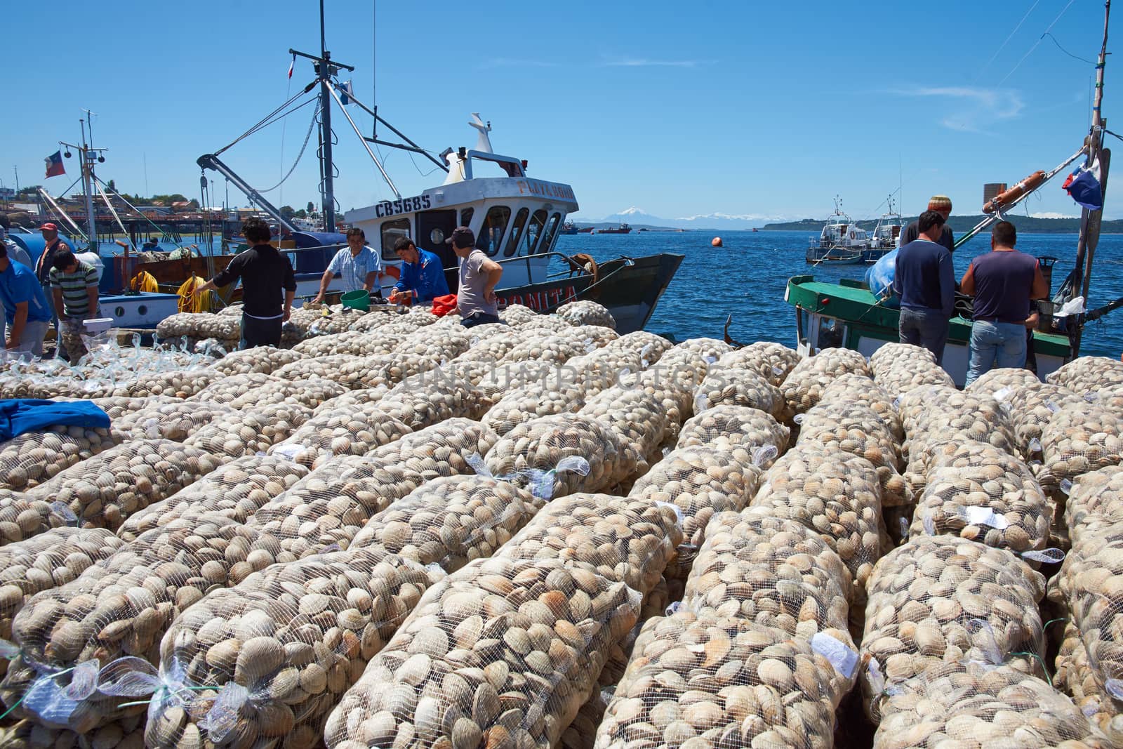 Sacks of Littleneck Clams (Ameghinomya antiqua) being landed from a fishing boat on to a jetty at the fishing port of Quellon on the island of Chiloe in Chile.