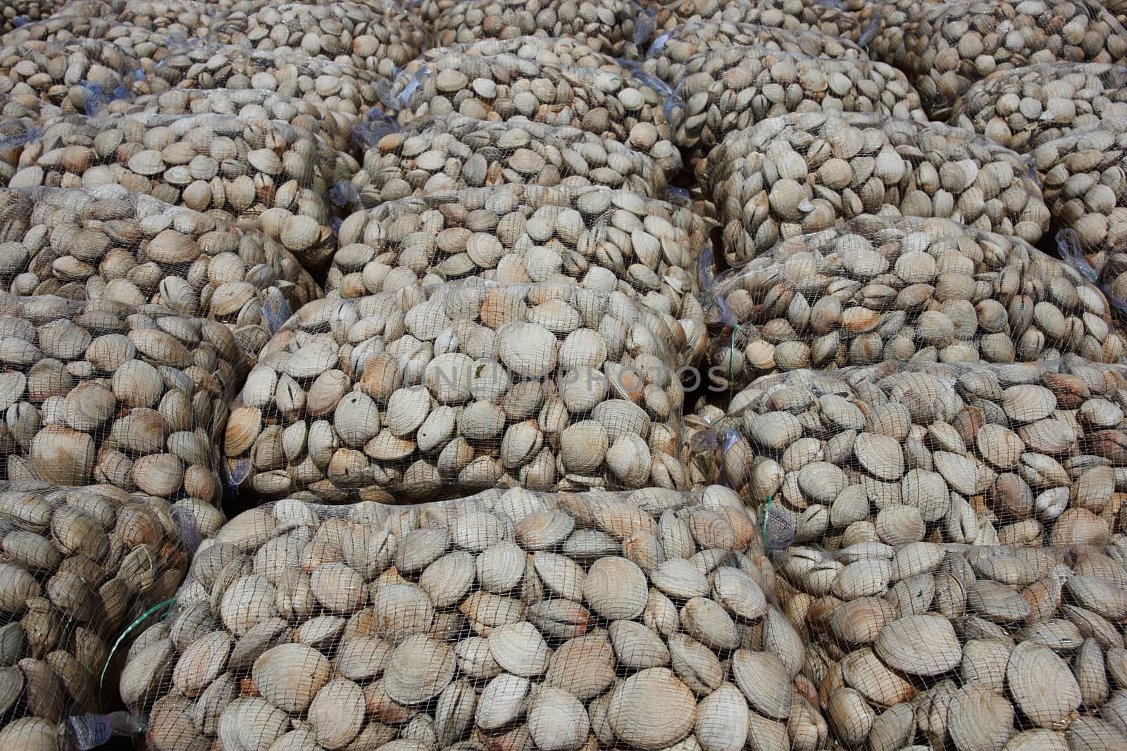 Littleneck Clams (Ameghinomya antiqua) packed in mesh sacks on a jetty at the fishing port of Quellon on the island of Chiloe in Chile.