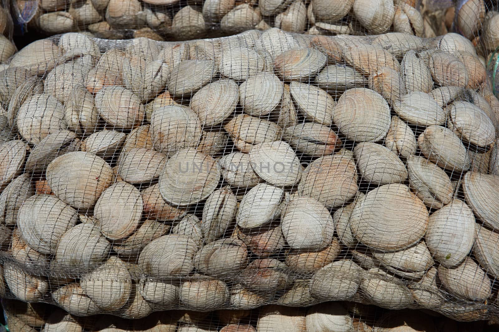 Littleneck Clams (Ameghinomya antiqua) packed in mesh sacks on a jetty at the fishing port of Quellon on the island of Chiloe in Chile.