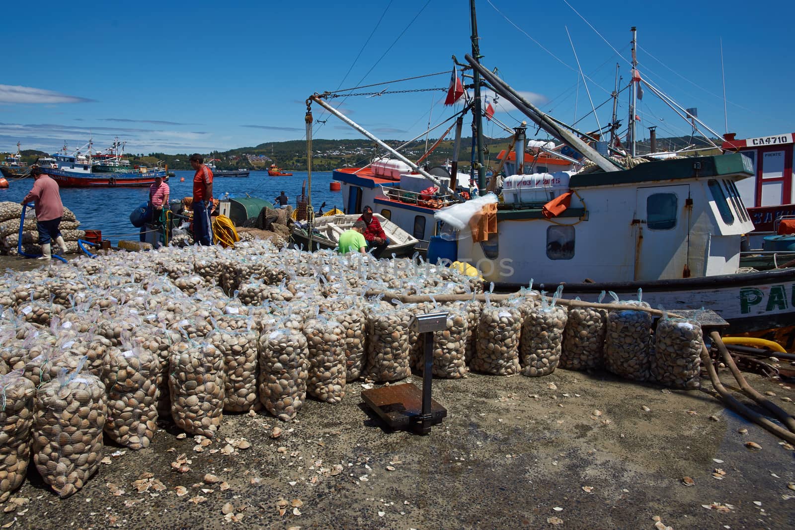 Sacks of Littleneck Clams (Ameghinomya antiqua) being landed from a fishing boat on to a jetty at the fishing port of Quellon on the island of Chiloe in Chile.