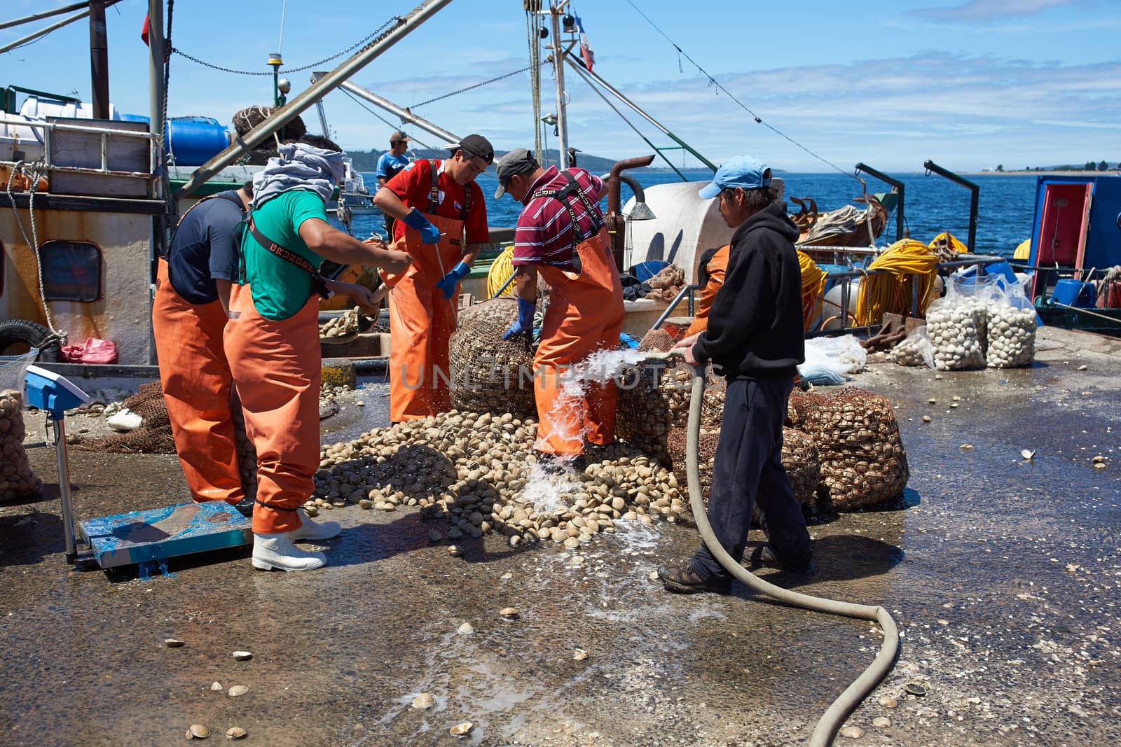 Sacks of Littleneck Clams (Ameghinomya antiqua) being landed from a fishing boat on to a jetty at the fishing port of Quellon on the island of Chiloe in Chile.