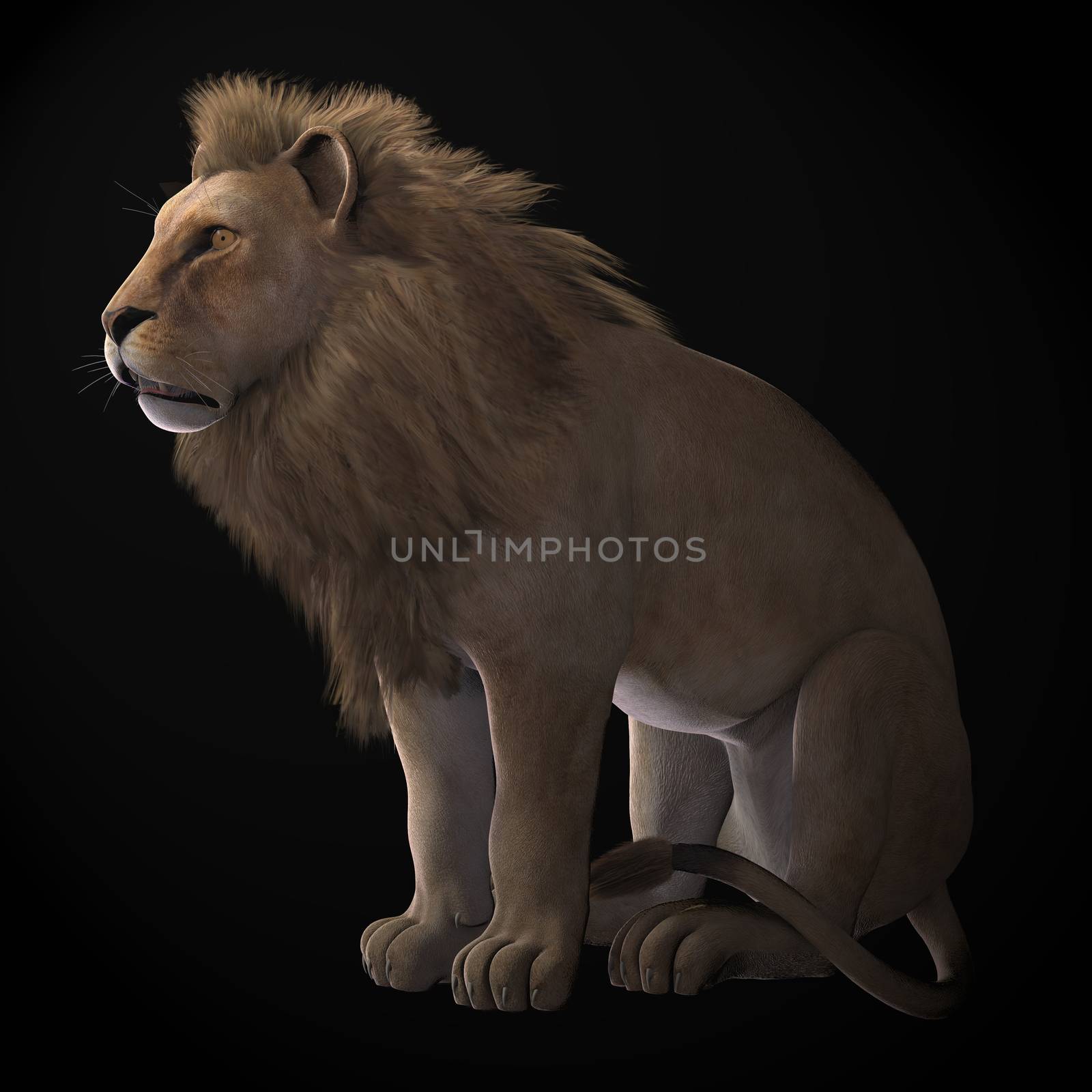 The African lion male is part of a pride of females and cubs and protects it's territory from other males.