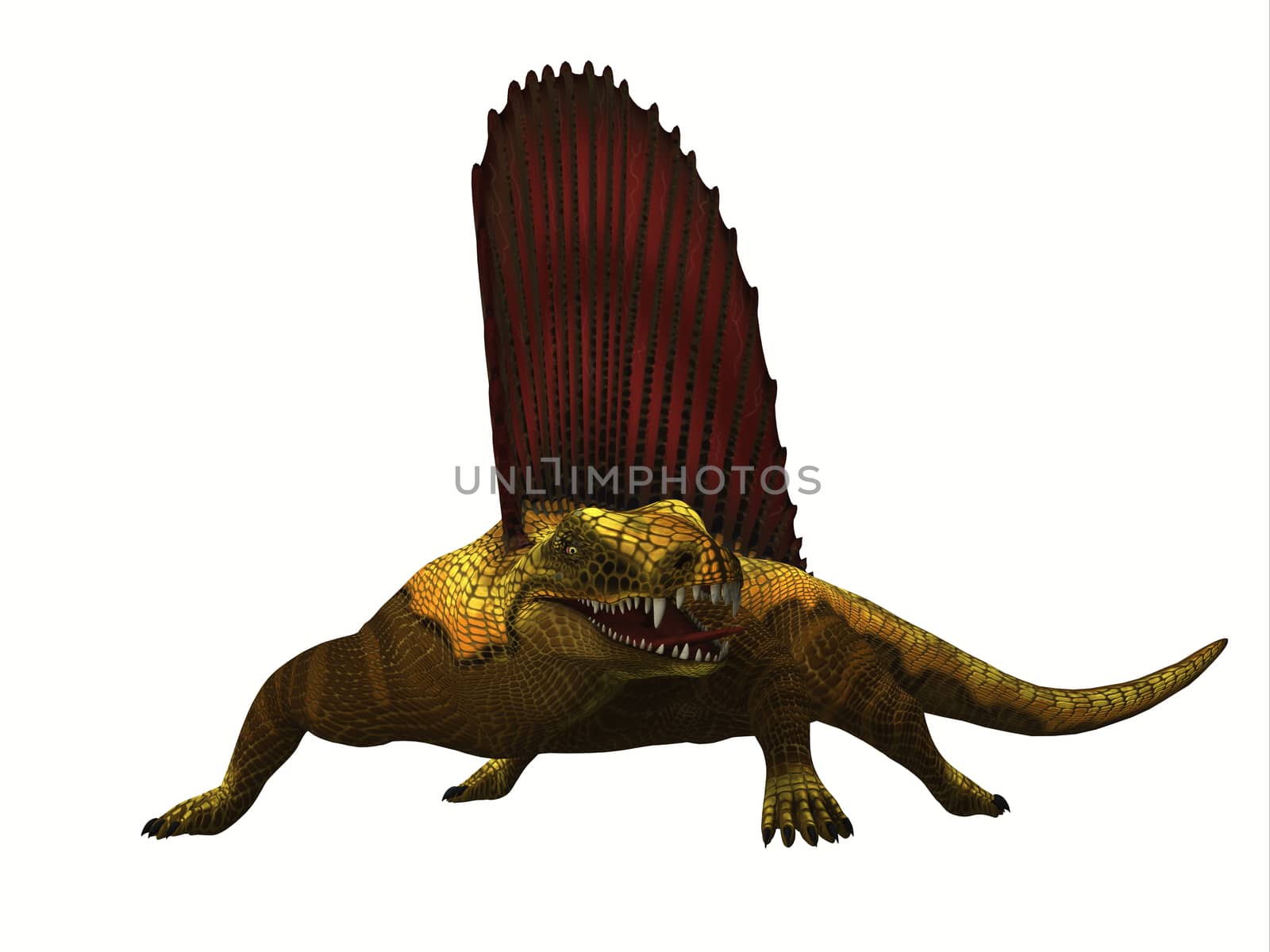 Dimetrodon was a mammal-like sailback reptile that lived in the Permian Period of North America and Europe.