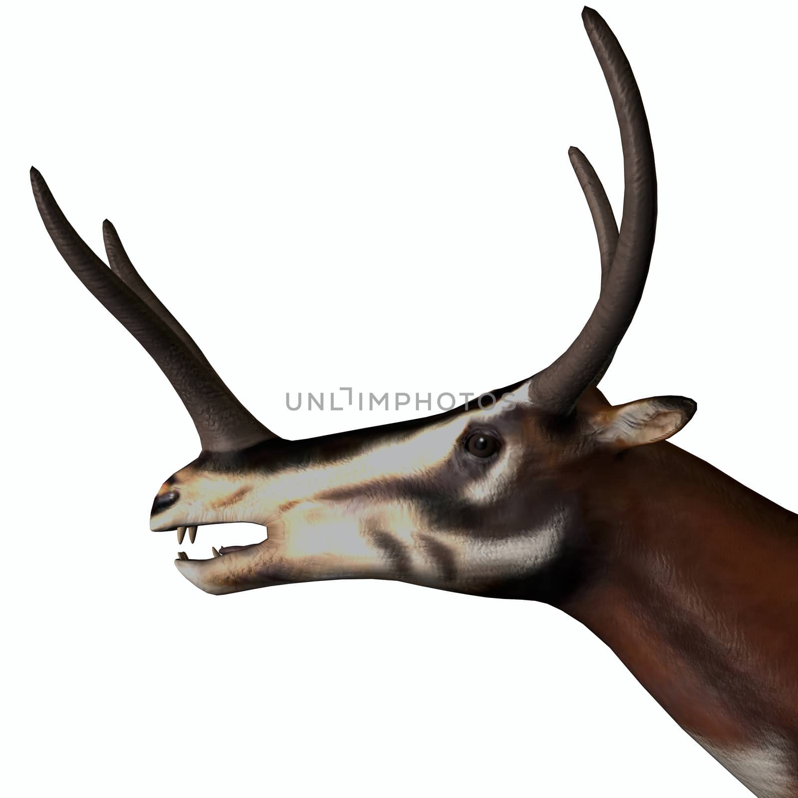 Kyptoceras Mammal Head by Catmando