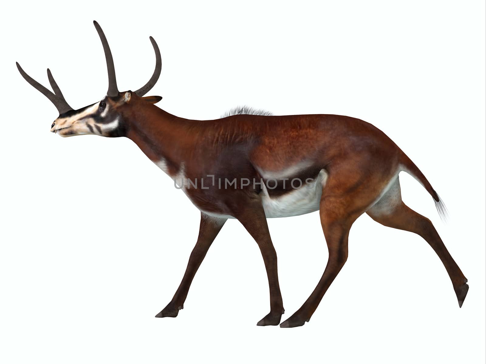 Kyptoceras was a antelope type mammal that lived in North America during the Miocene to Pliocene Periods.