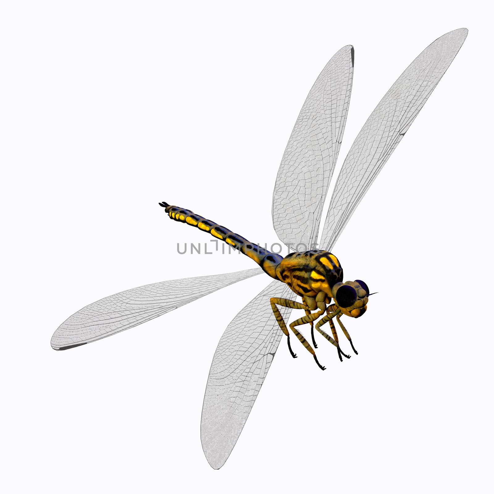 Meganeura Dragonfly Body by Catmando