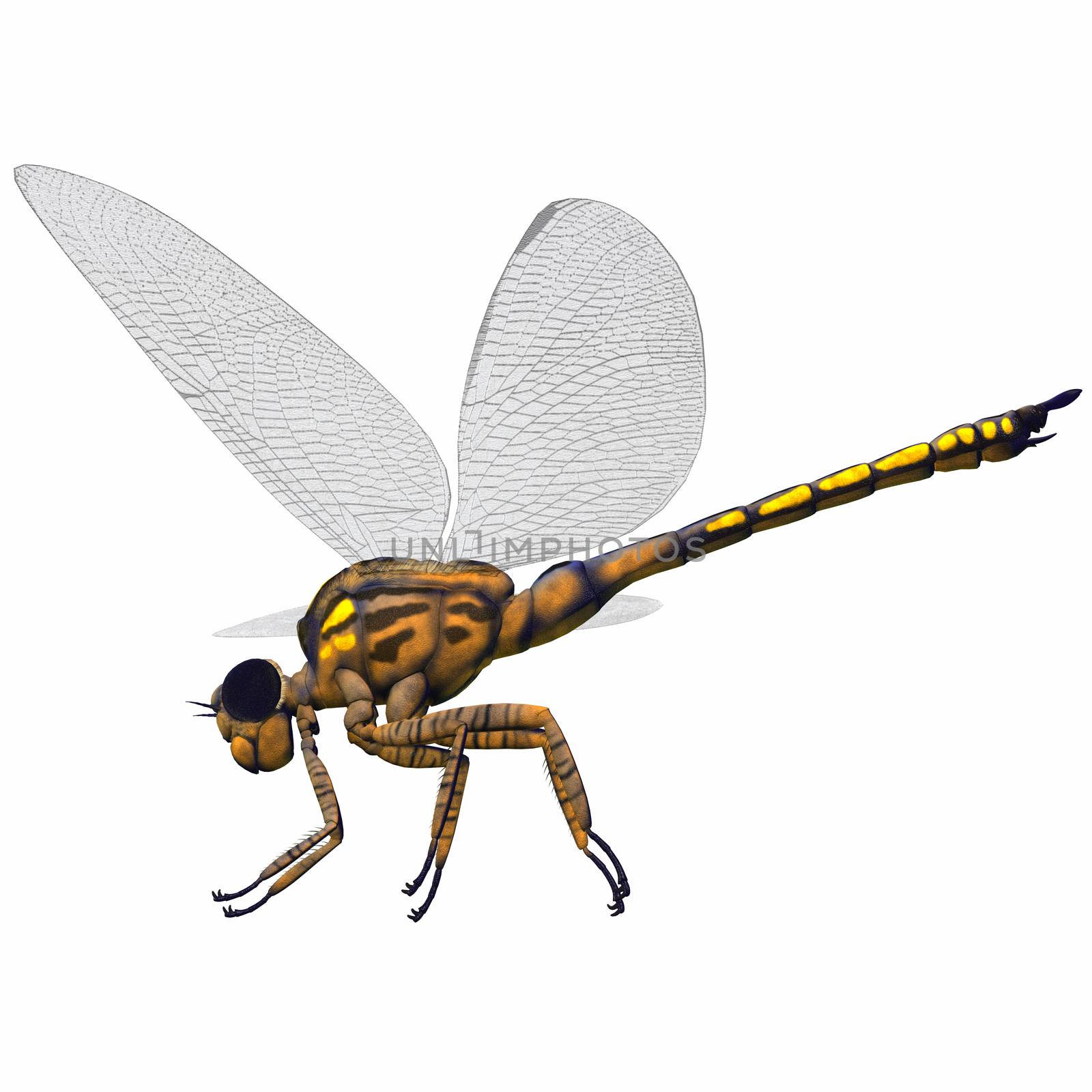 Meganeura Dragonfly Side Profile by Catmando