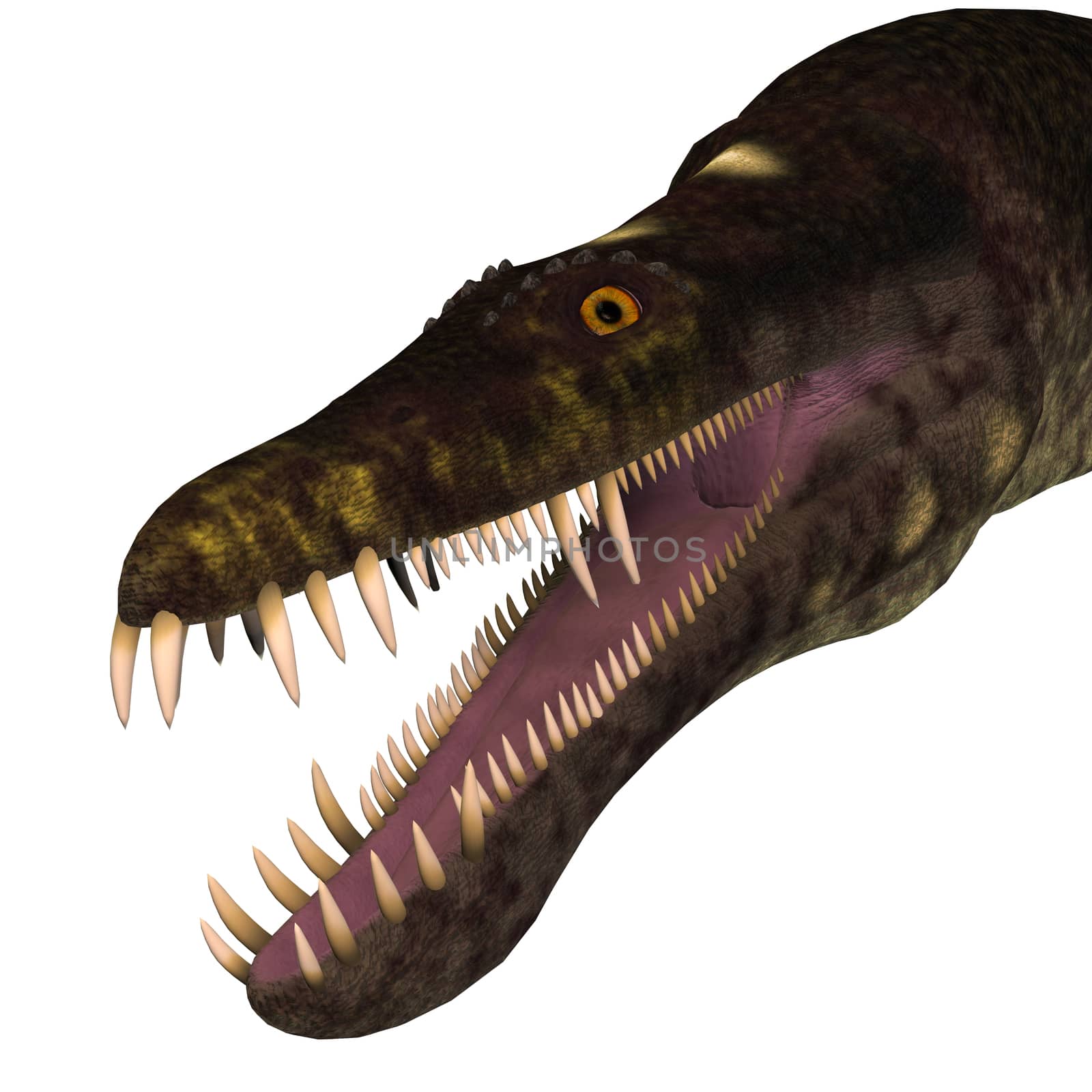 Nothosaurus Dinosaur Head by Catmando