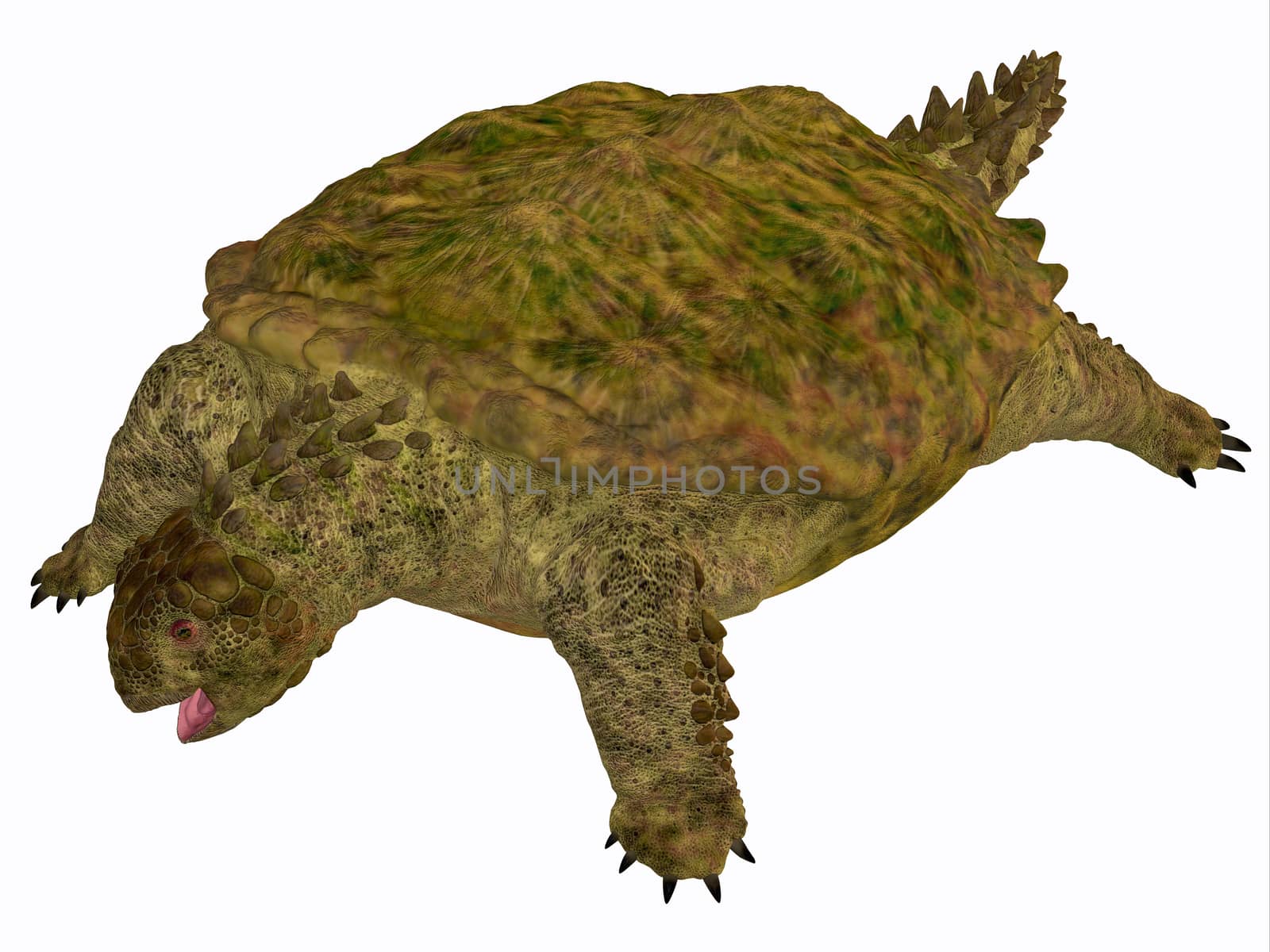 Proganochelys is the second oldest turtle species discovered and lived in Germany and Thailand in the Triassic Period.
