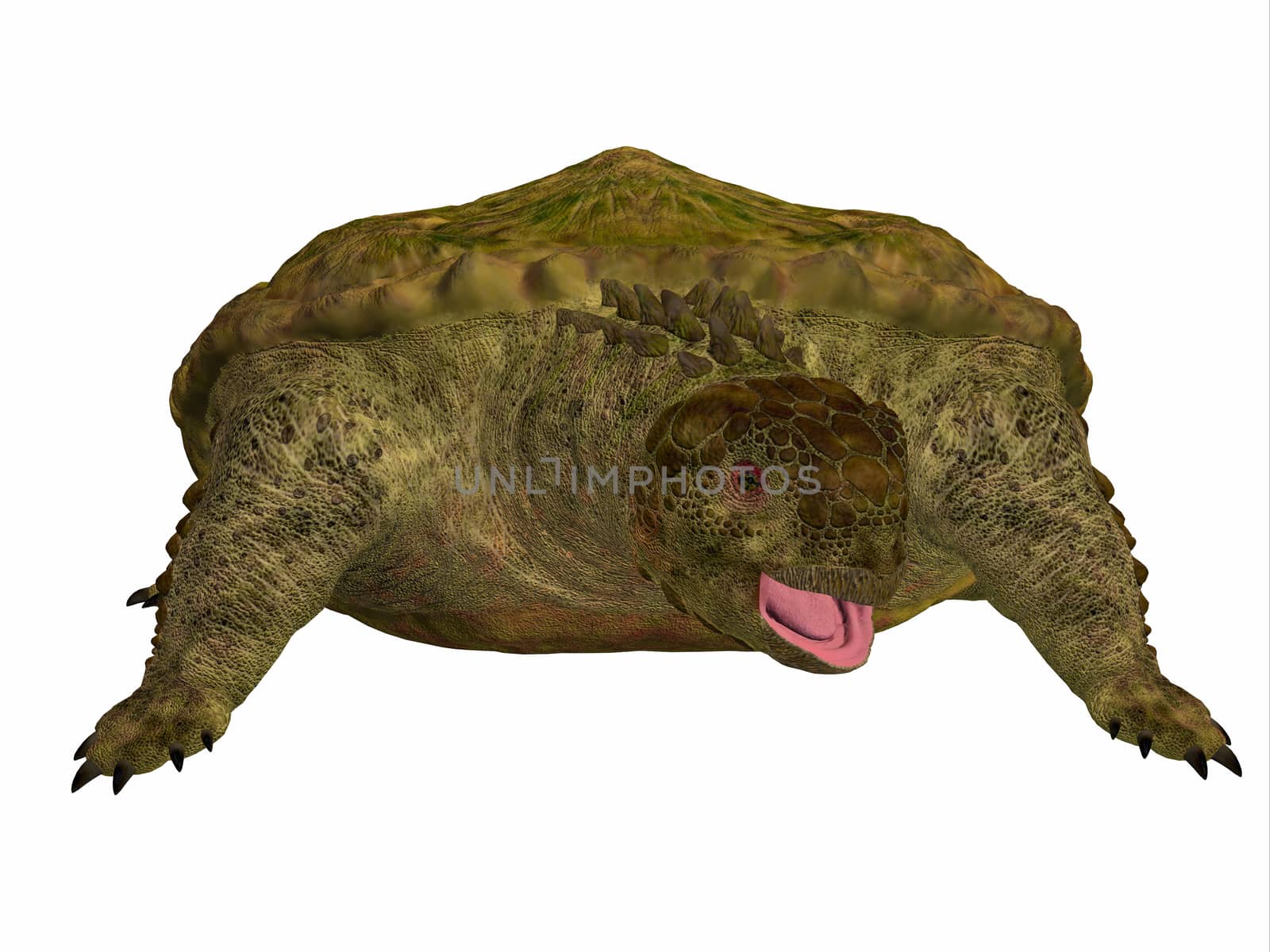 Proganochelys is the second oldest turtle species discovered and lived in Germany and Thailand in the Triassic Period.