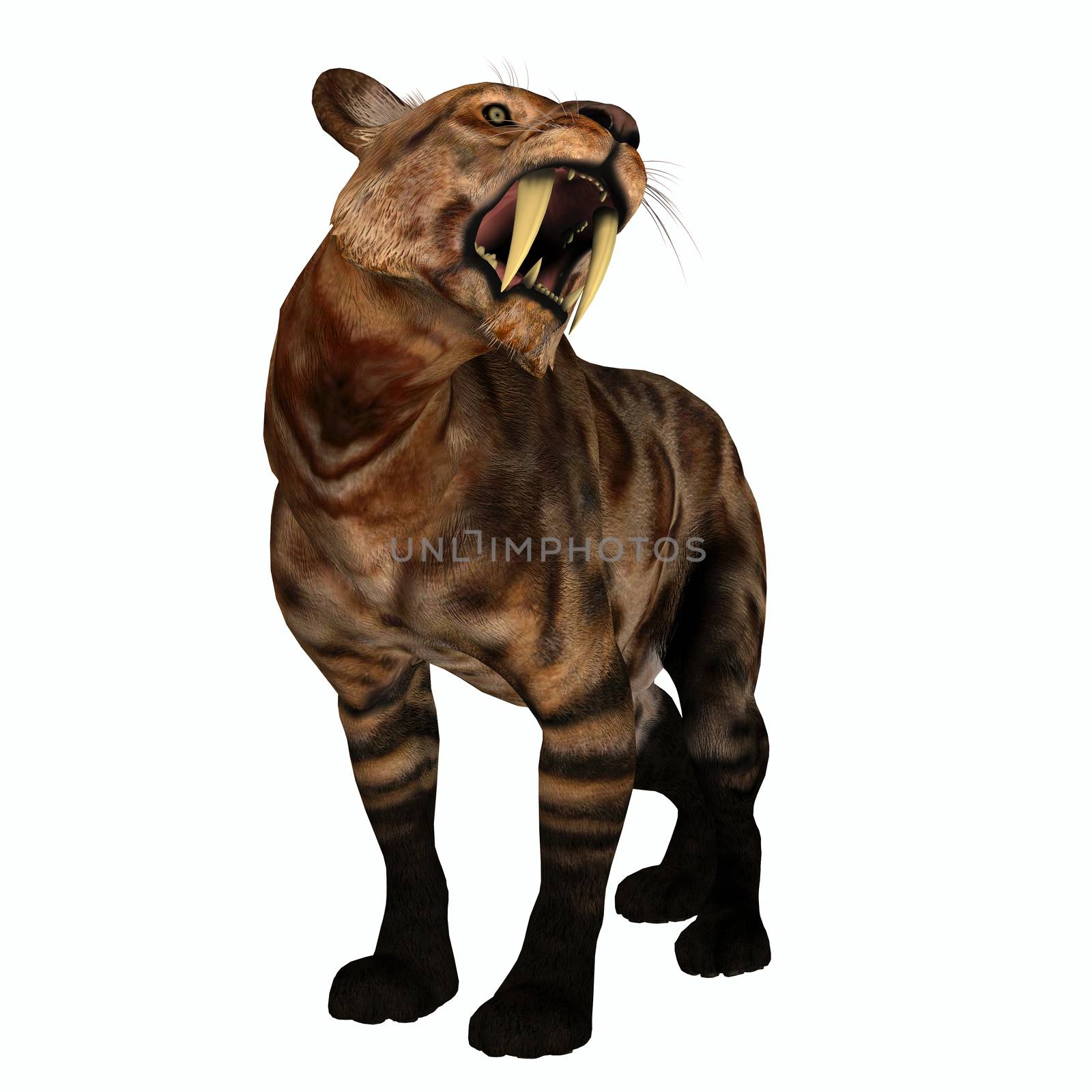 The Saber-tooth Cat also called Smilodon was a large predator that lived in the Eocene to Pleistocene Eras in North and South America.