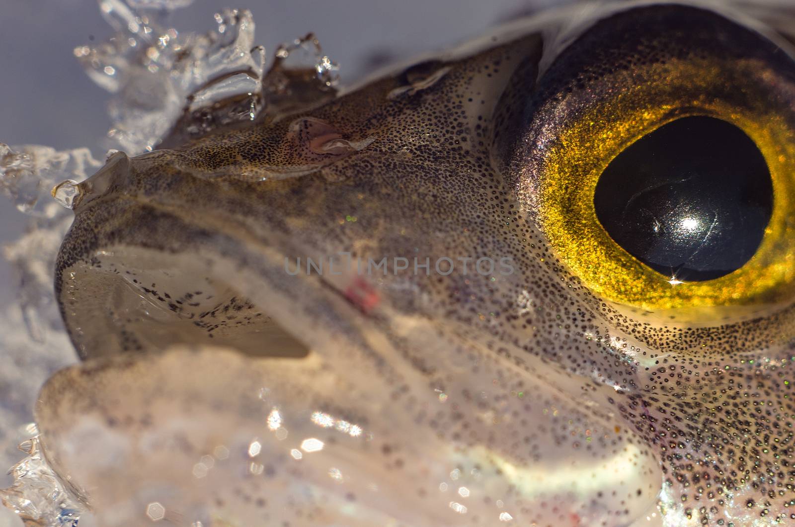 Head perch closeup on the ice in the spring