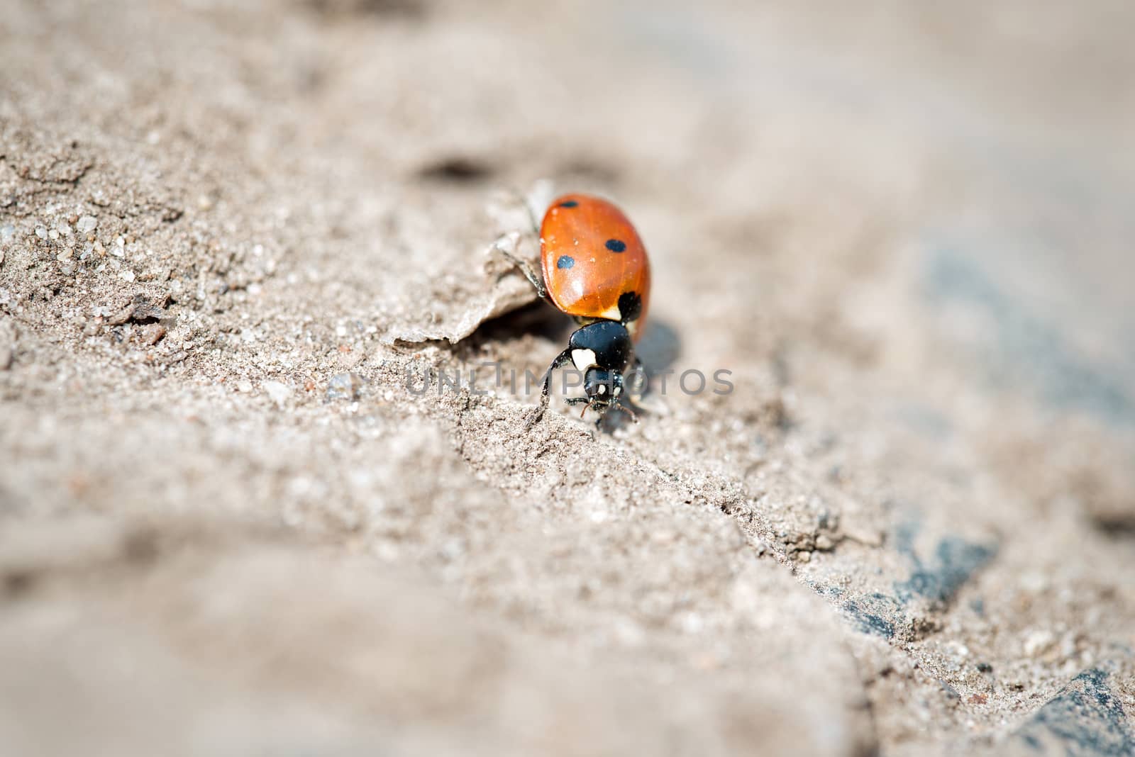 Seven-spot ladybird on sand, bokeh effect background