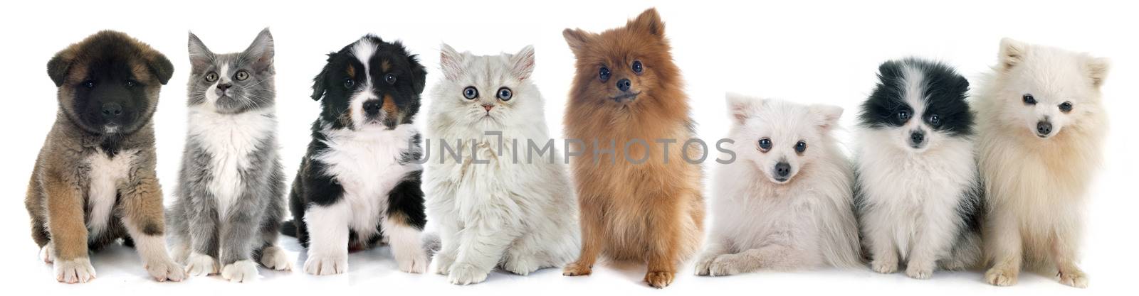 puppies and kitten  in front of white background