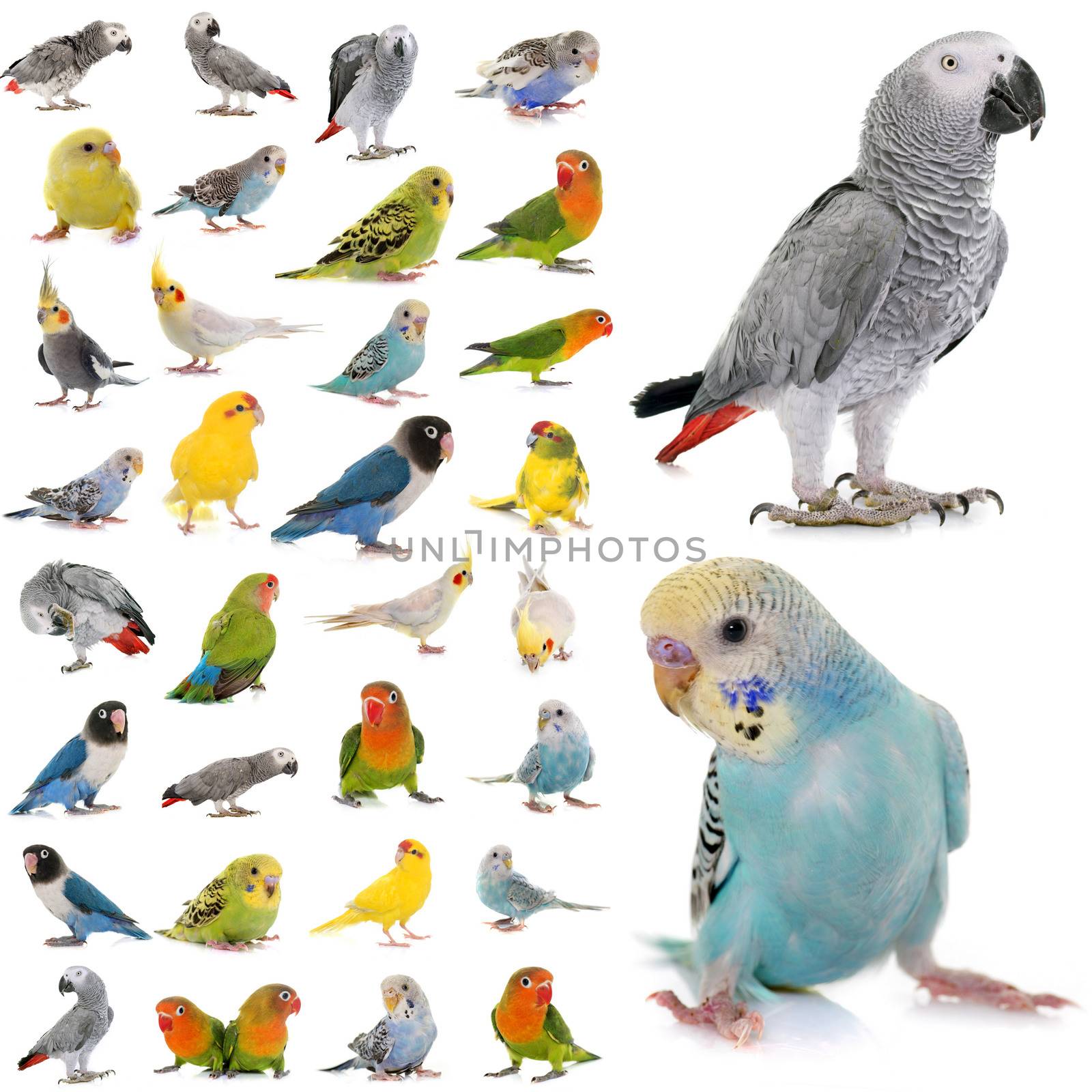 group of parakeets and parrots in studio