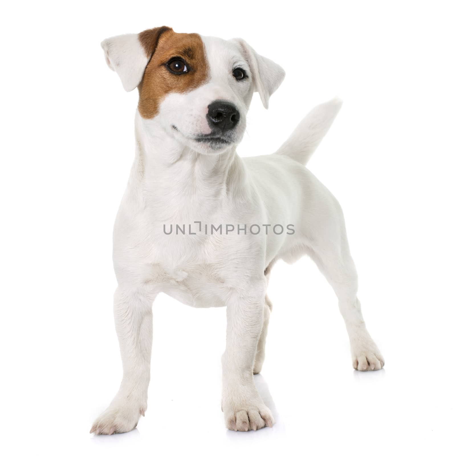 young jack russel terrier by cynoclub