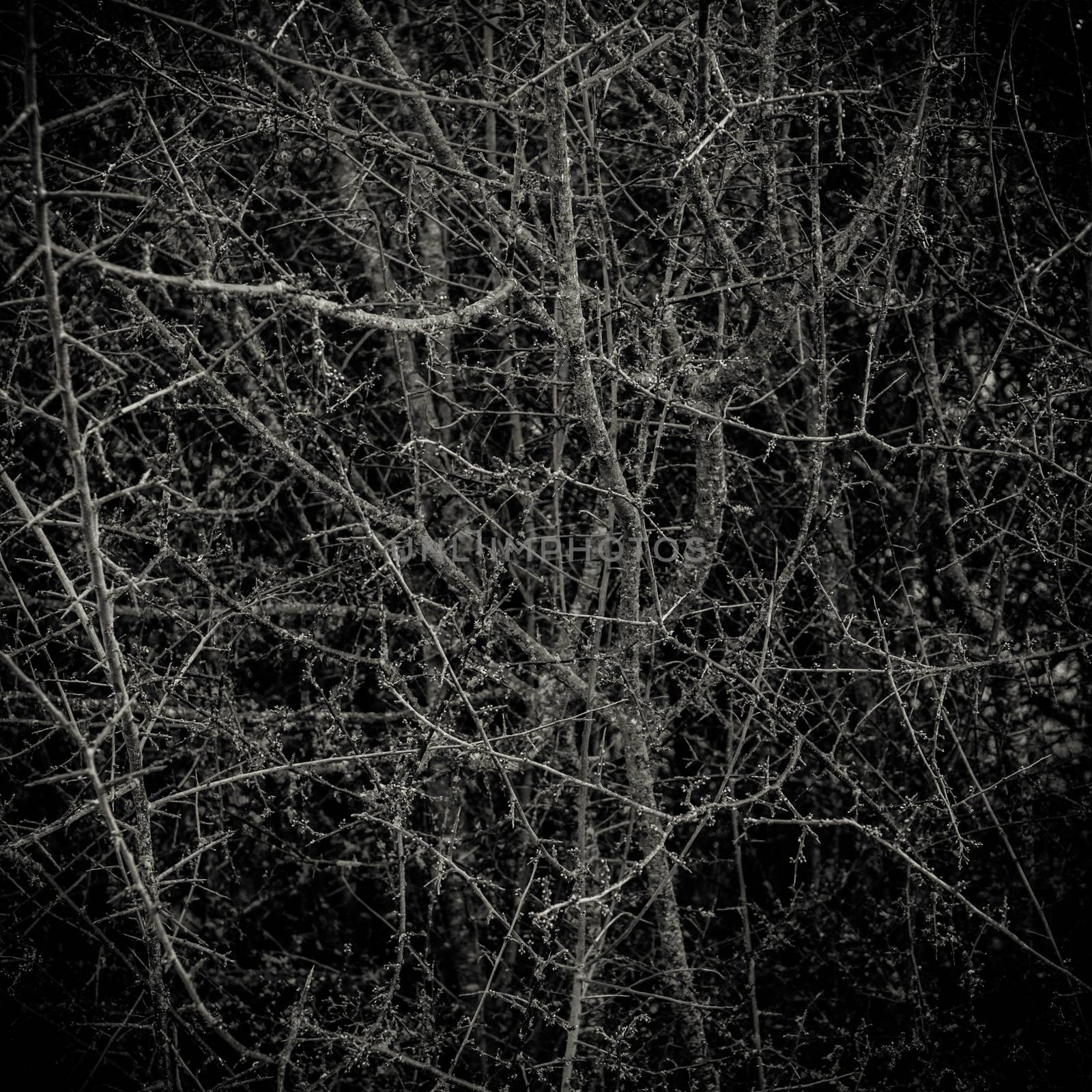 Conceptual Image Of A Dark Thorny Bush Forest In A Forest
