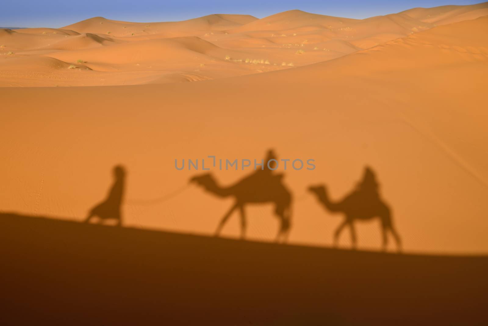 Camel shadows on Sahara Desert sand in Morocco. by johnnychaos