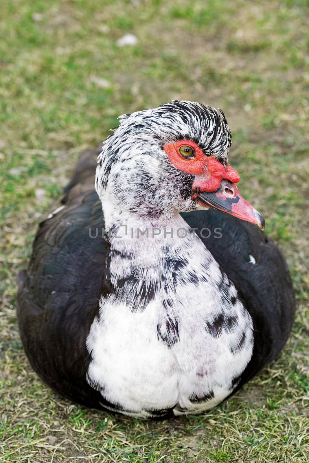 Portrait of a Muscovy duck, Cairina moschata