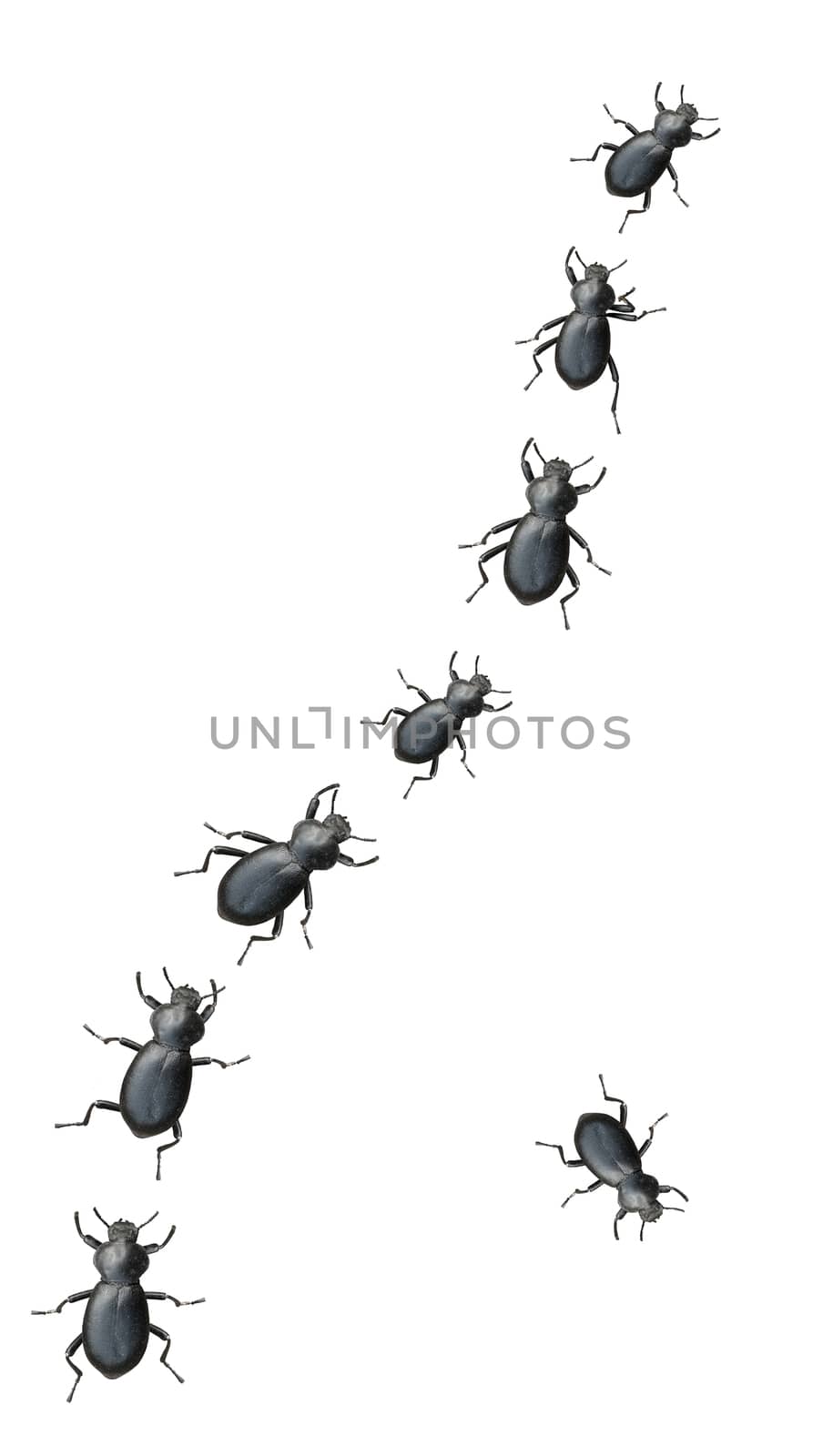 Black Beetles Marching In A Line by mrdoomits