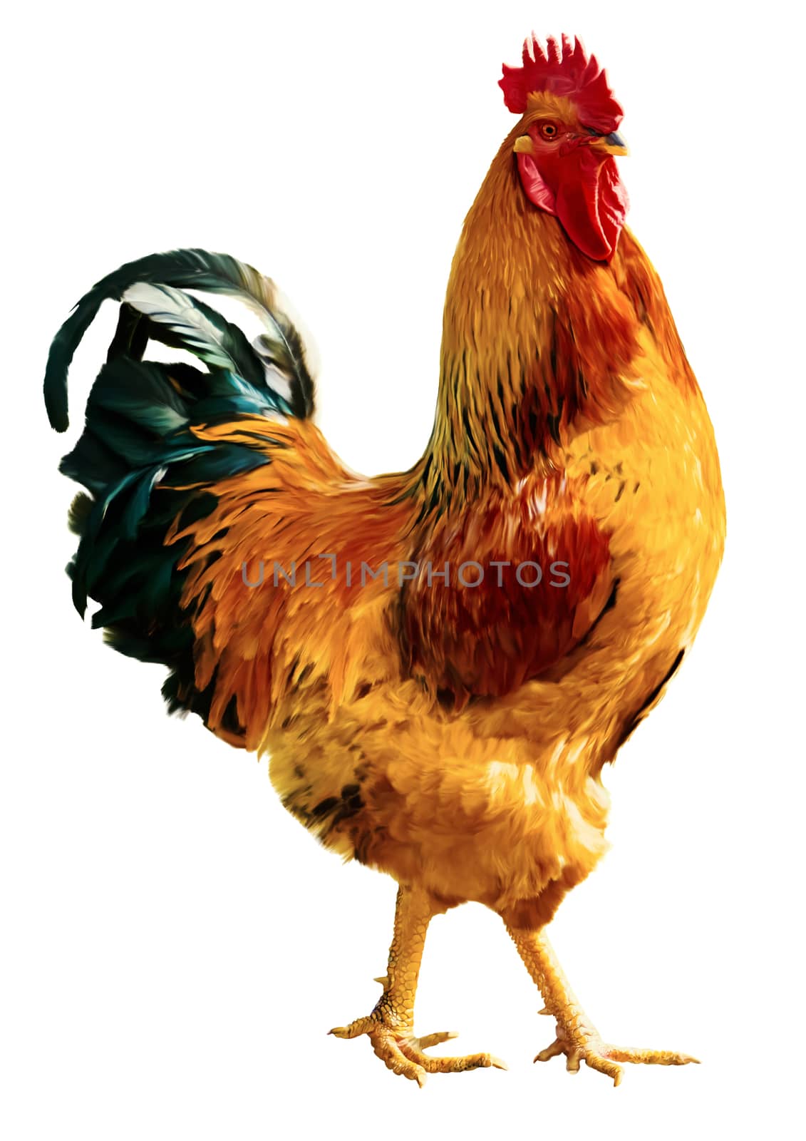  Fire cock in full length isolated on white background