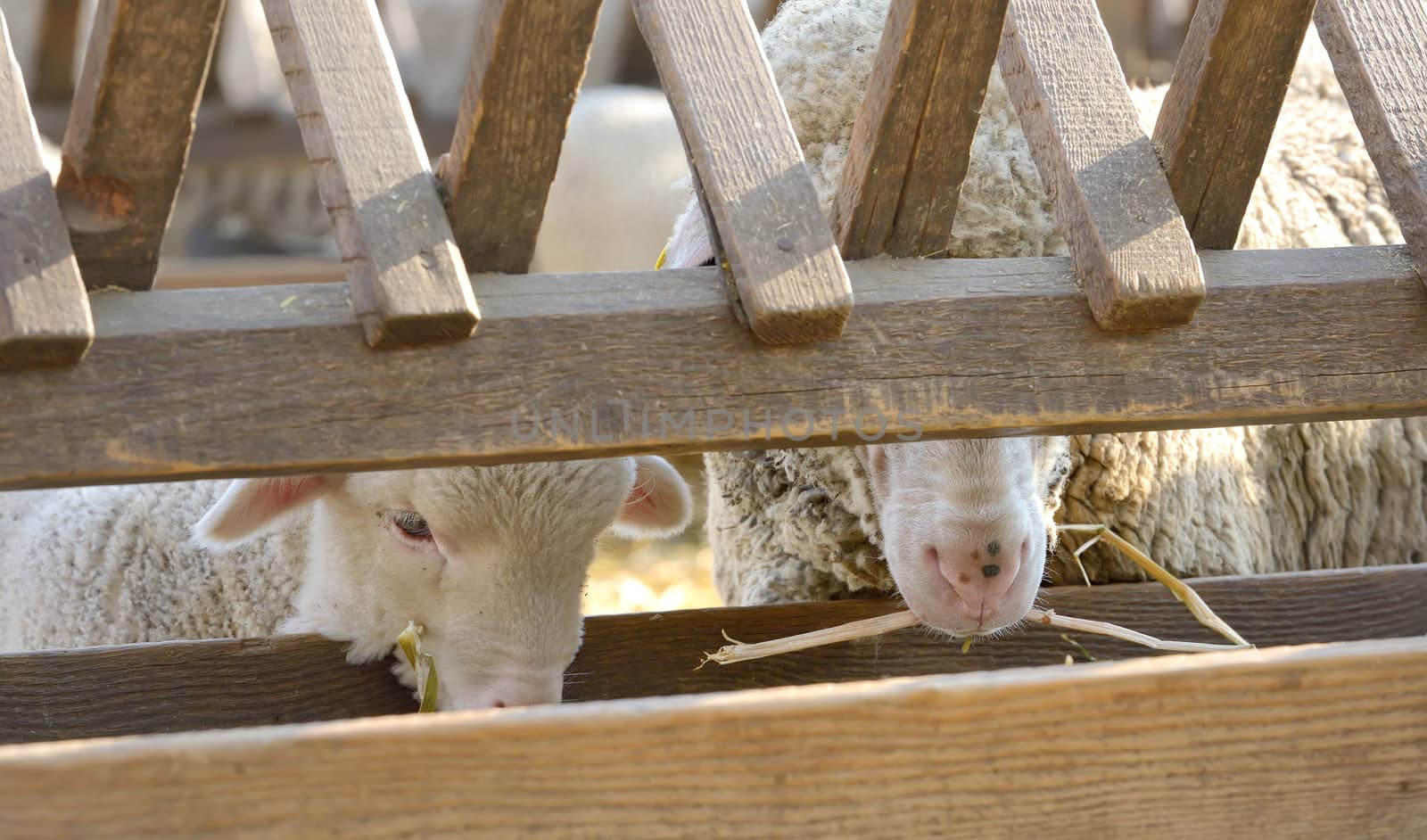 newborn lambs on the farm in spring time